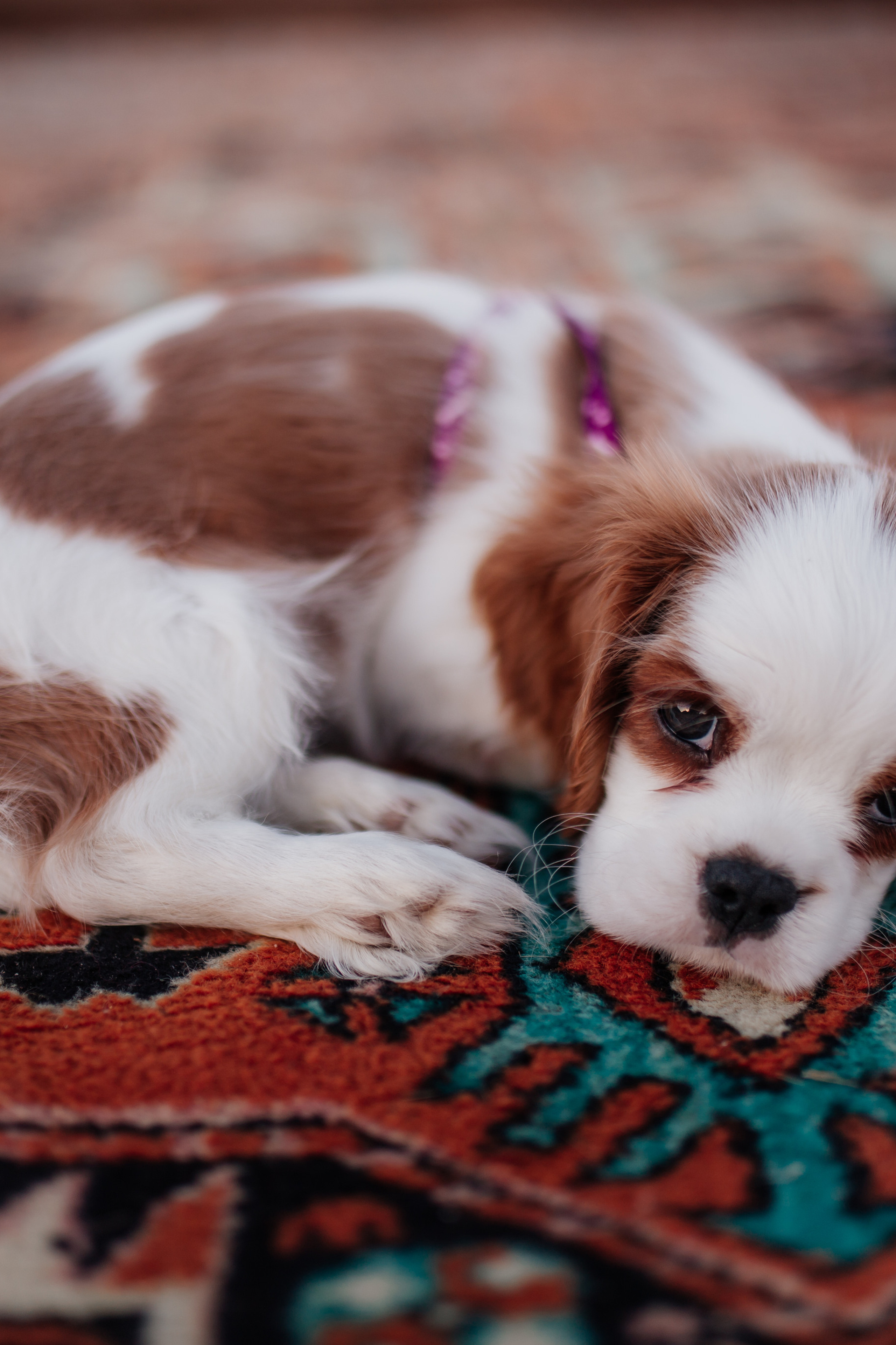 Лера & Артем. Свадебный фотограф в Туле и Москве Елена Рубцова
