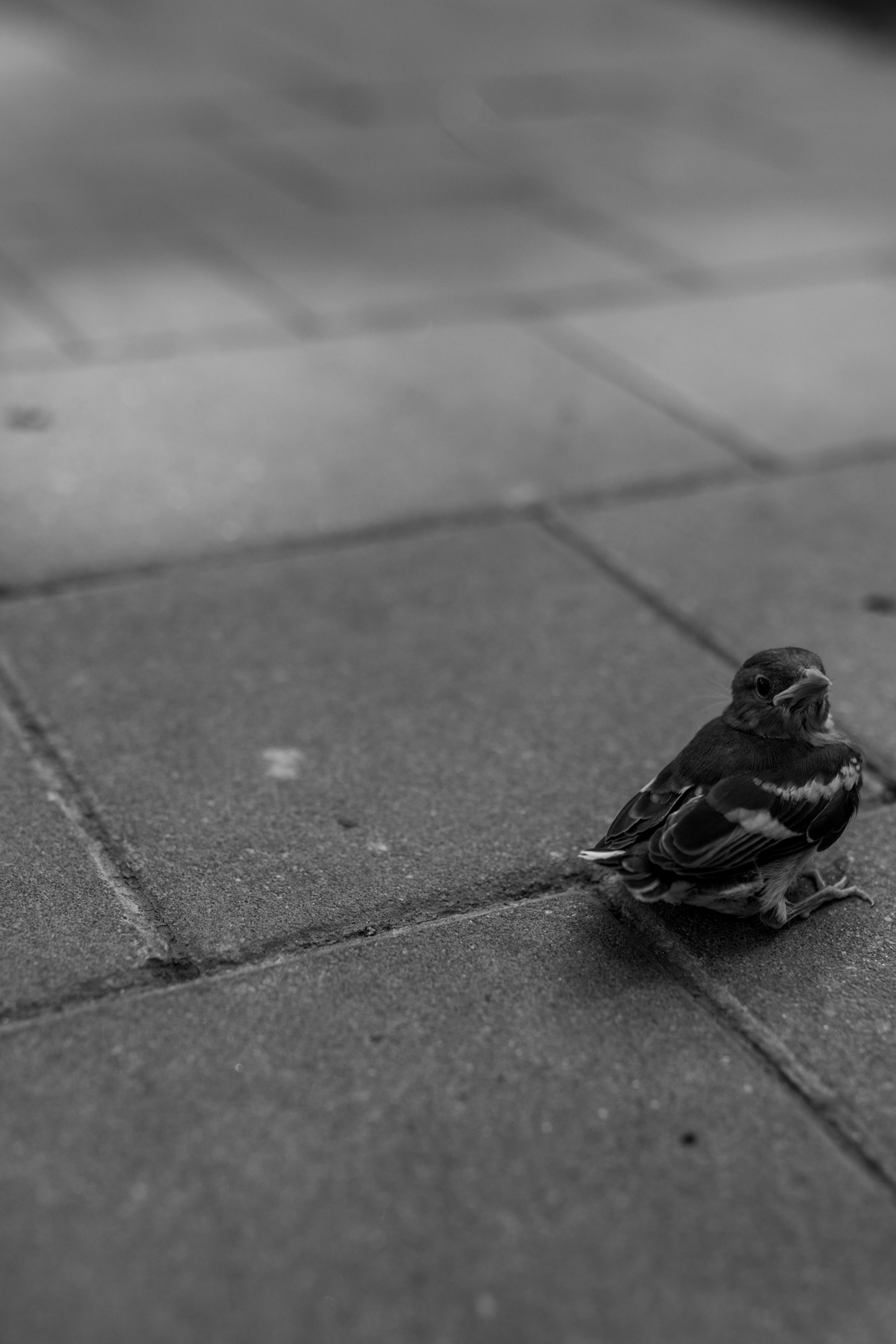 Динара & Рома. Свадебный фотограф в Туле и Москве Елена Рубцова