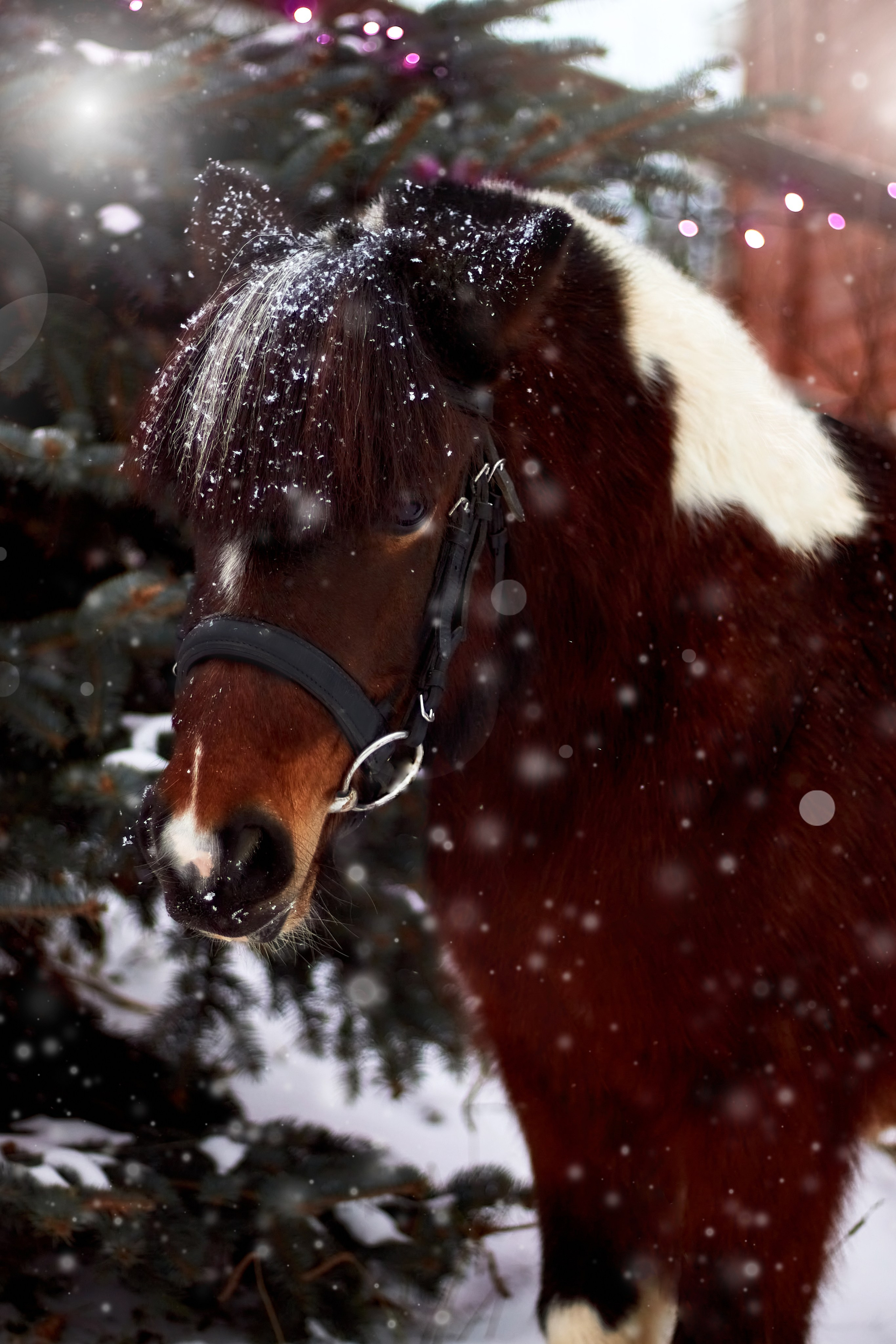 Фотосессии с лошадьми