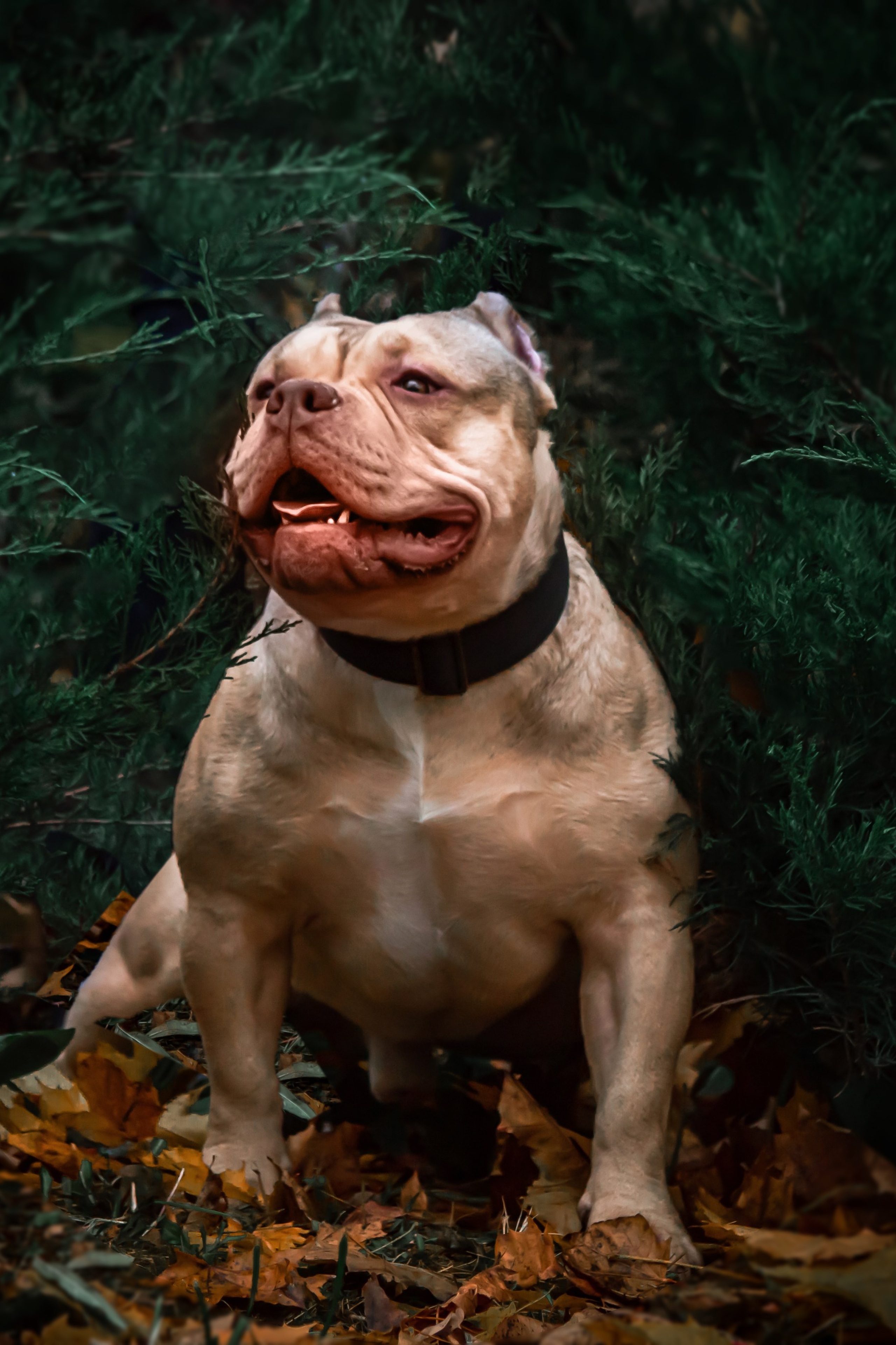 Хвостатый кадр