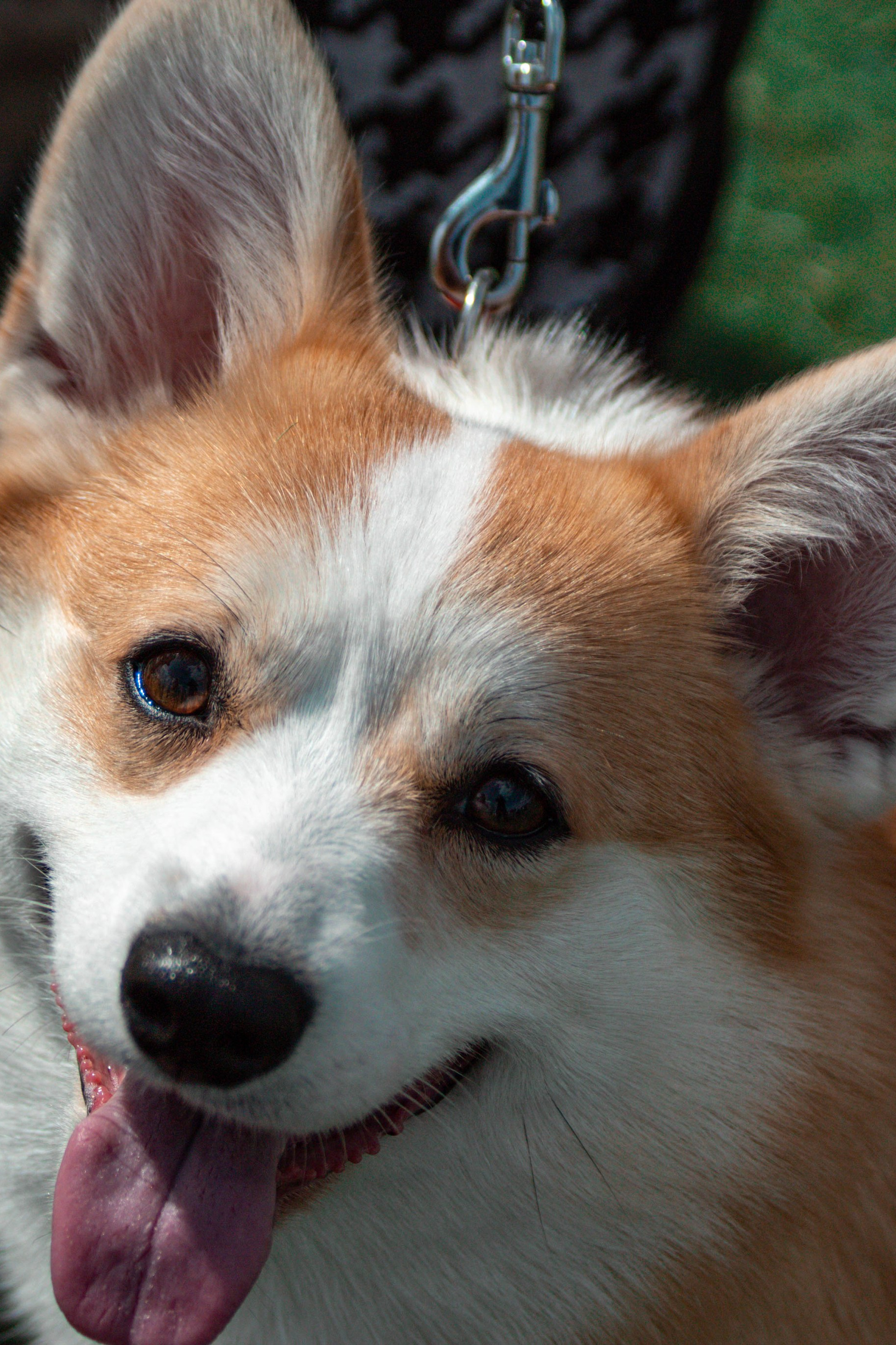 Выставка собак 28 апреля