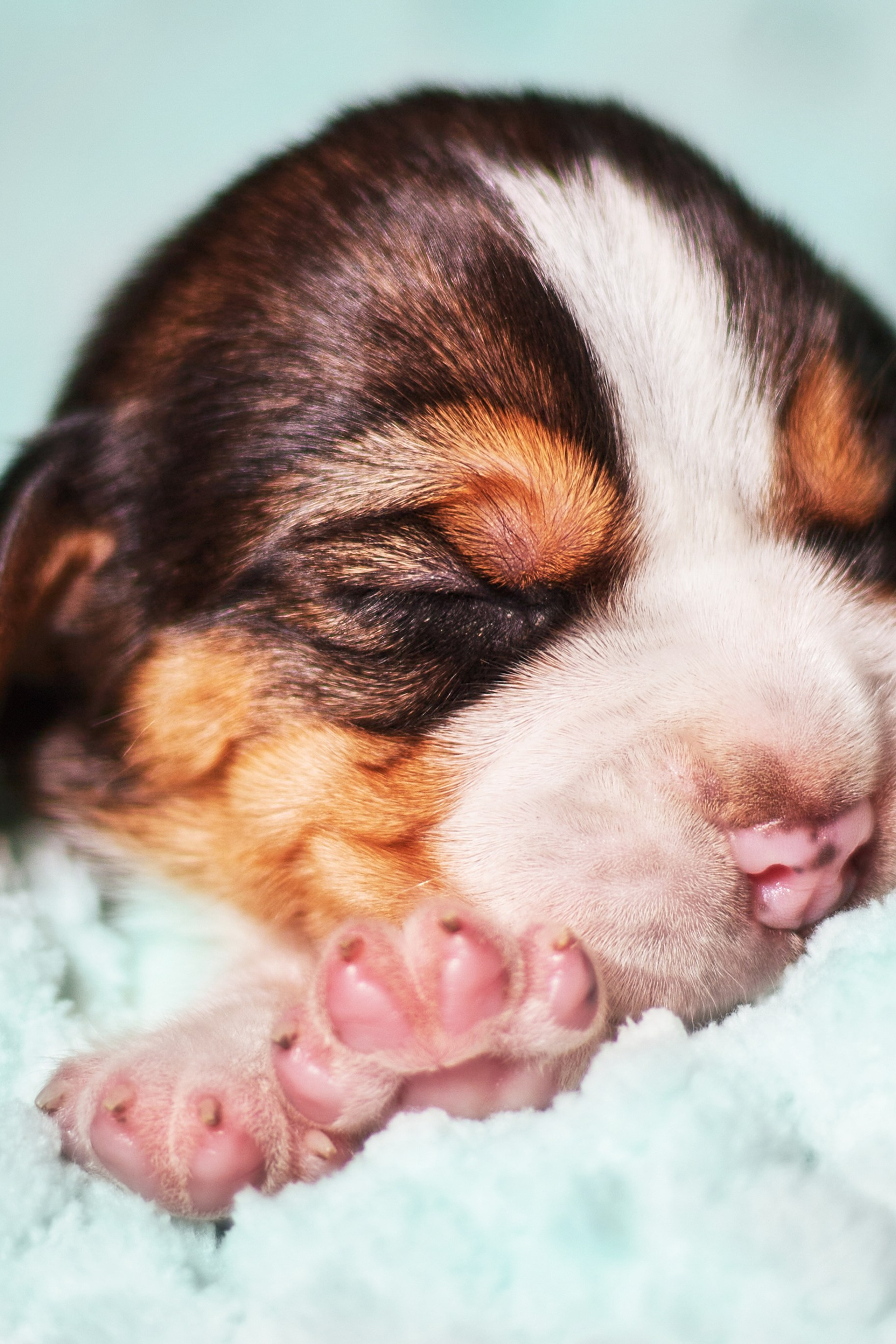 Презентация пометов