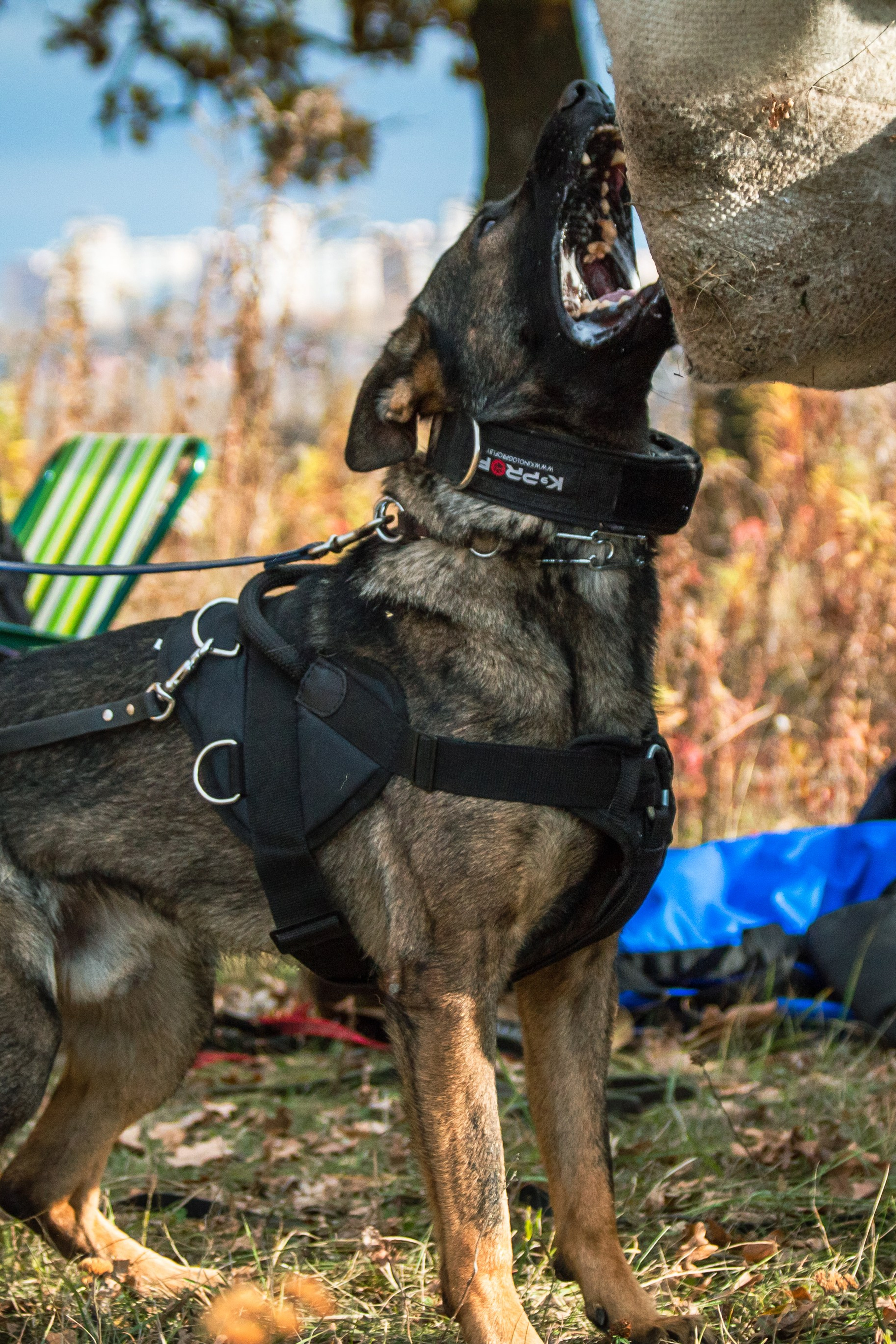 Тренинг защитного раздела