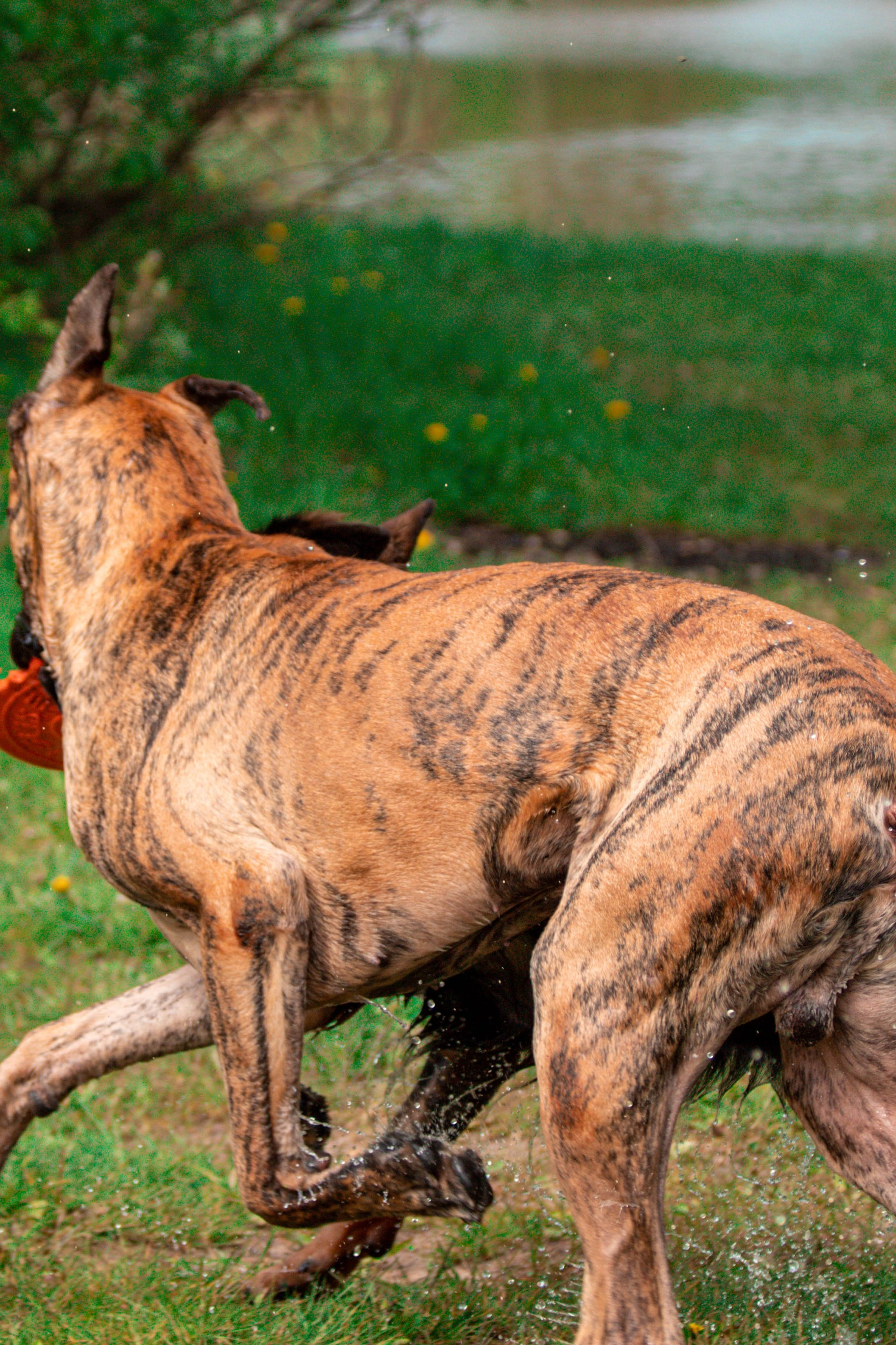 Выездная фотосессия с собаками