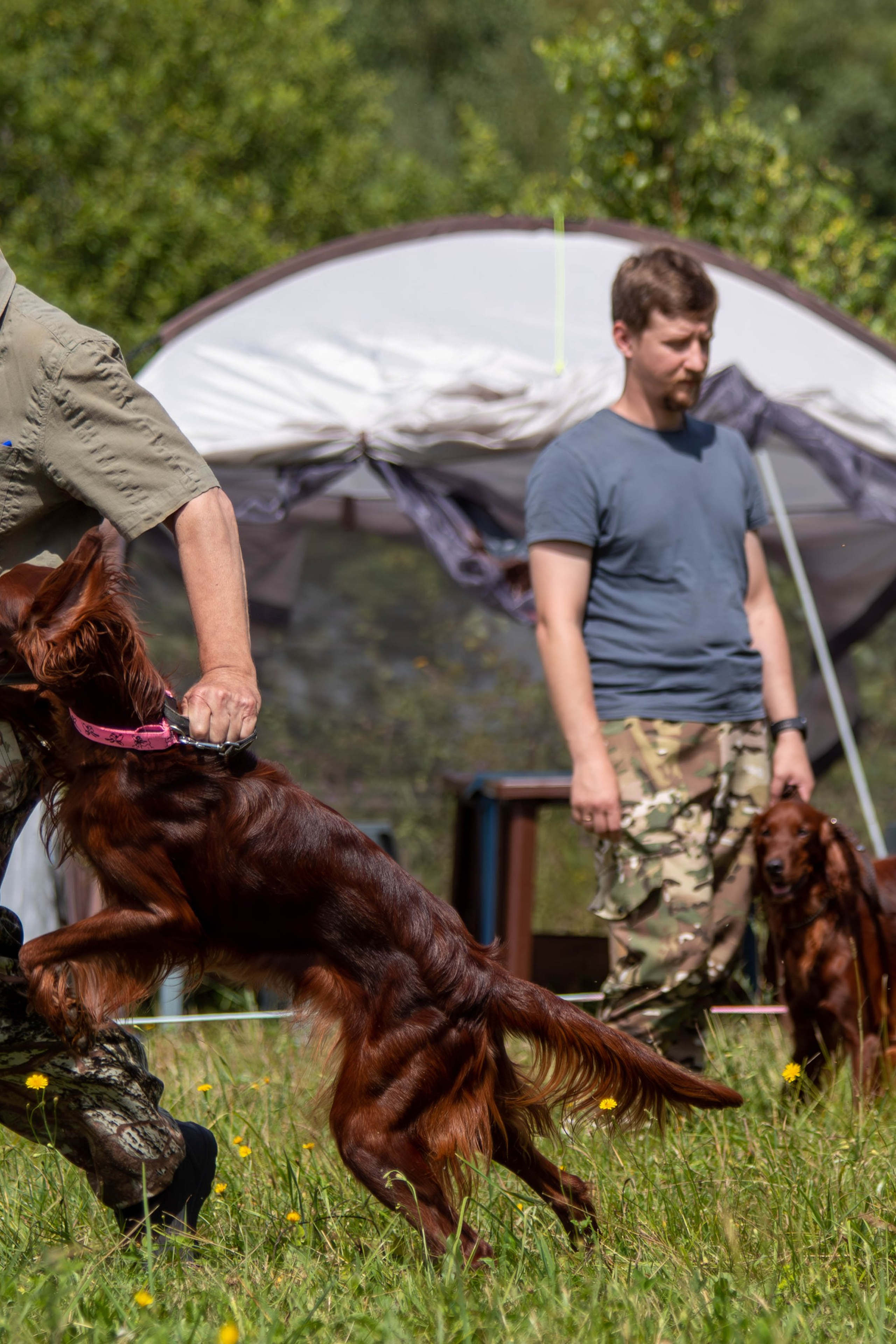 Тульская областная выставка охотничьих собак