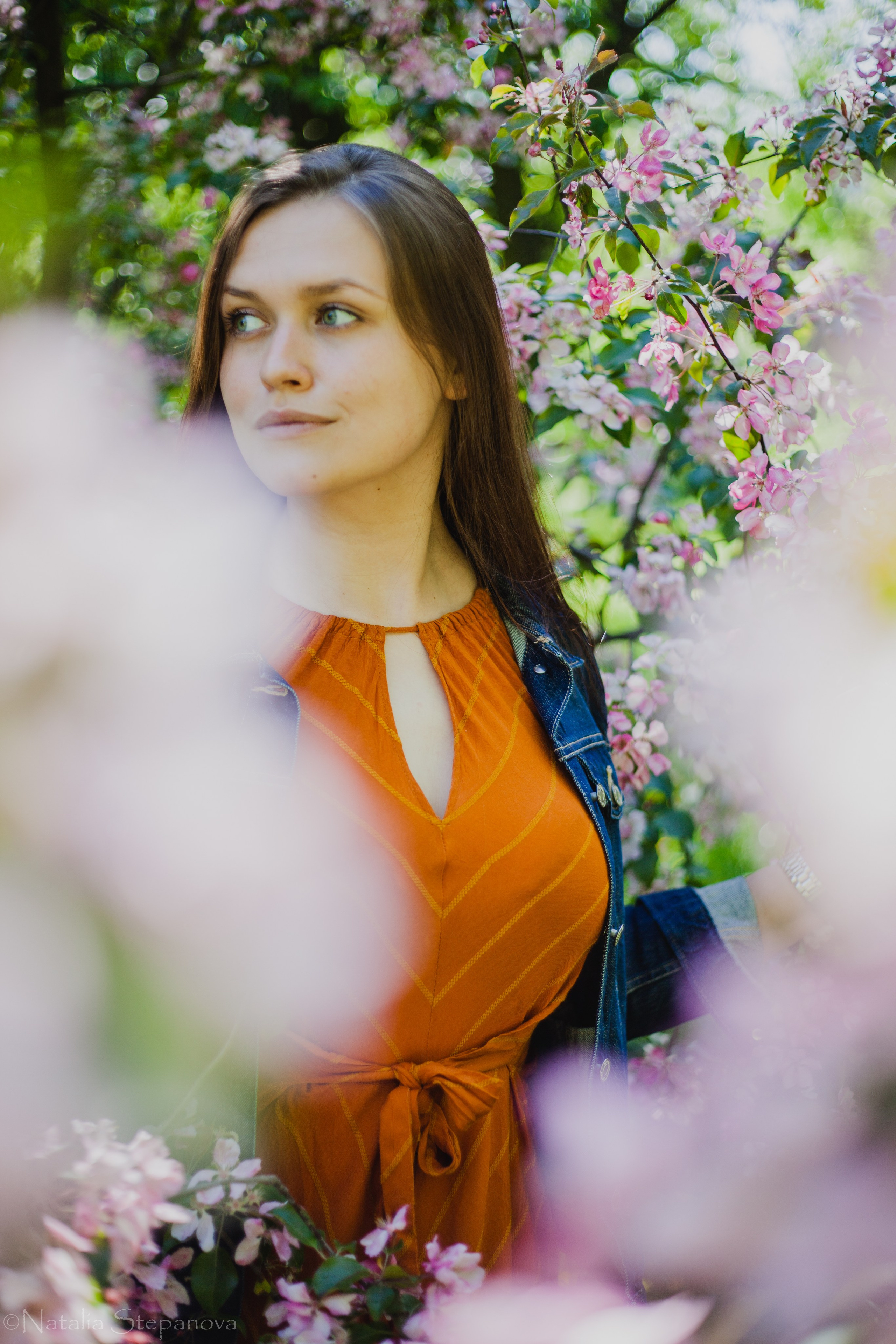 Цветущие яблони