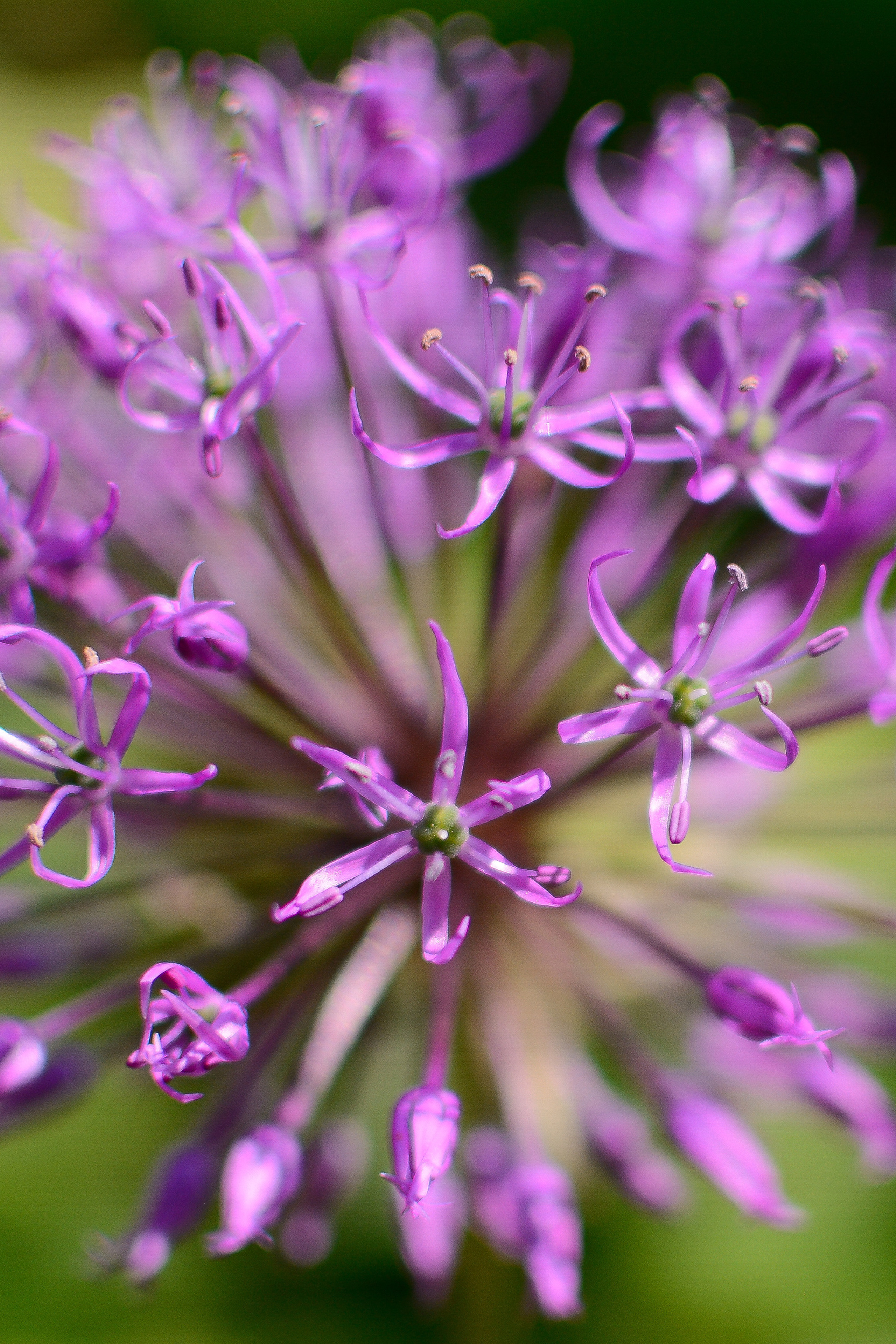 Аня Лаврова. Семейный фотограф