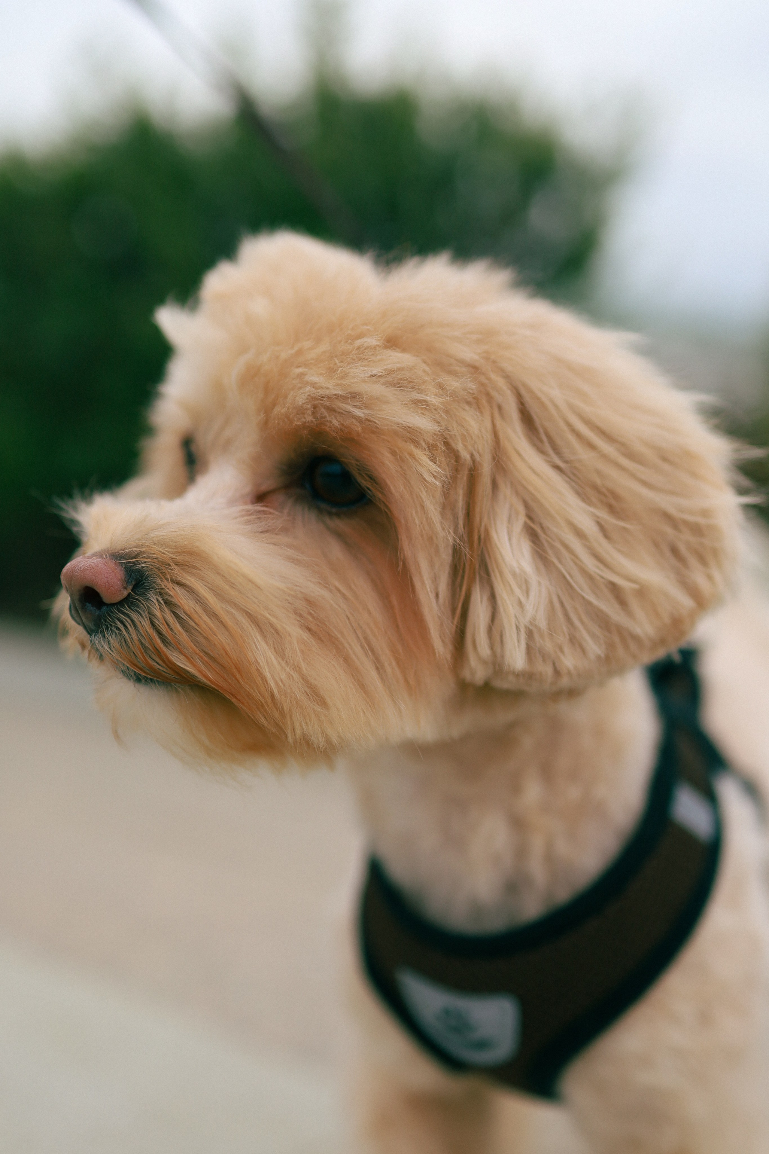 Richard 2. Фотограф Кострома Алёна Соловьёва