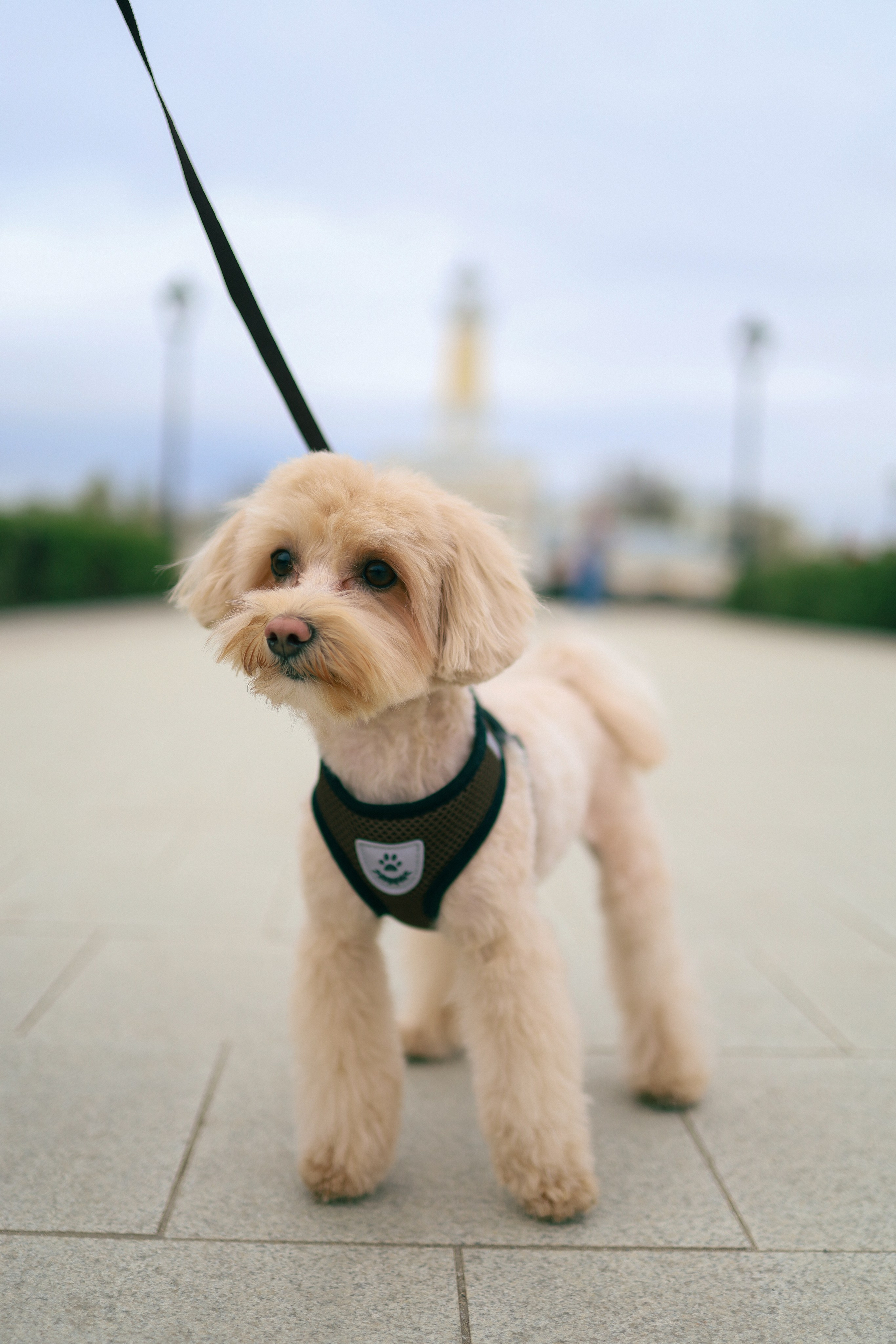 Richard 2. Фотограф Кострома Алёна Соловьёва