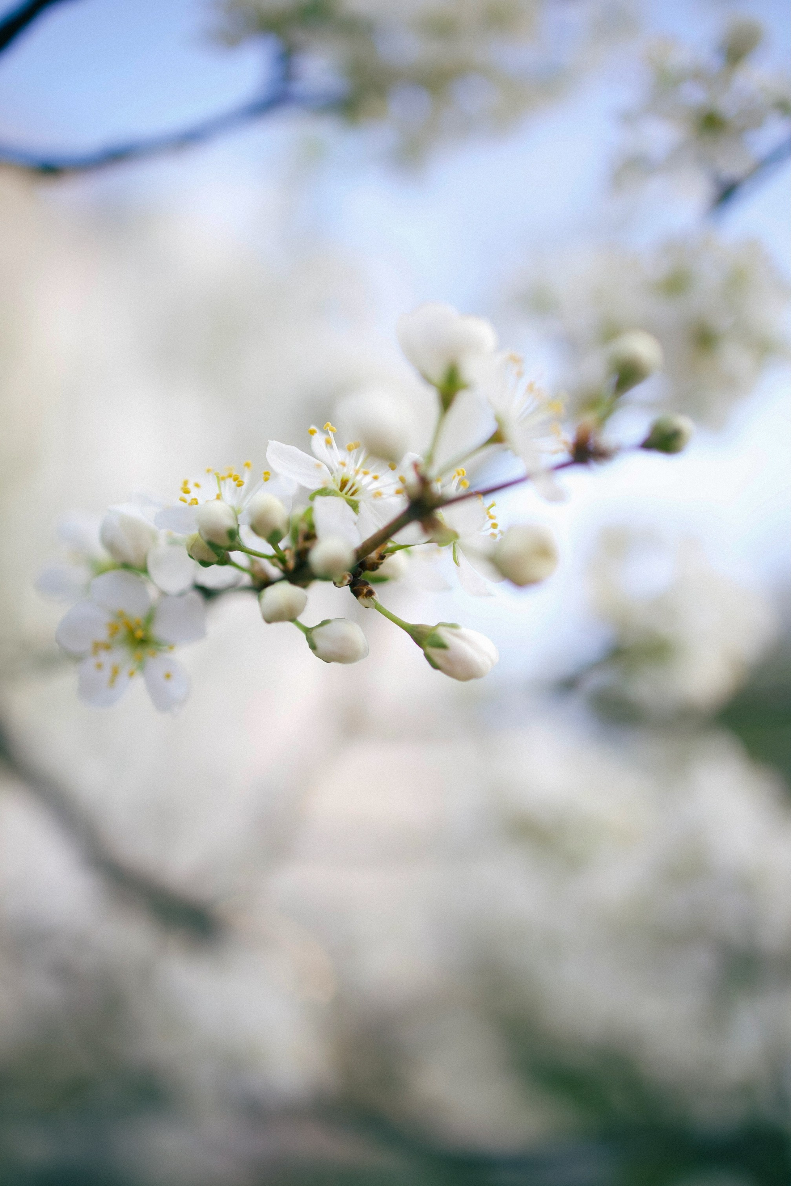 Nastya. Фотограф Кострома Алёна Соловьёва