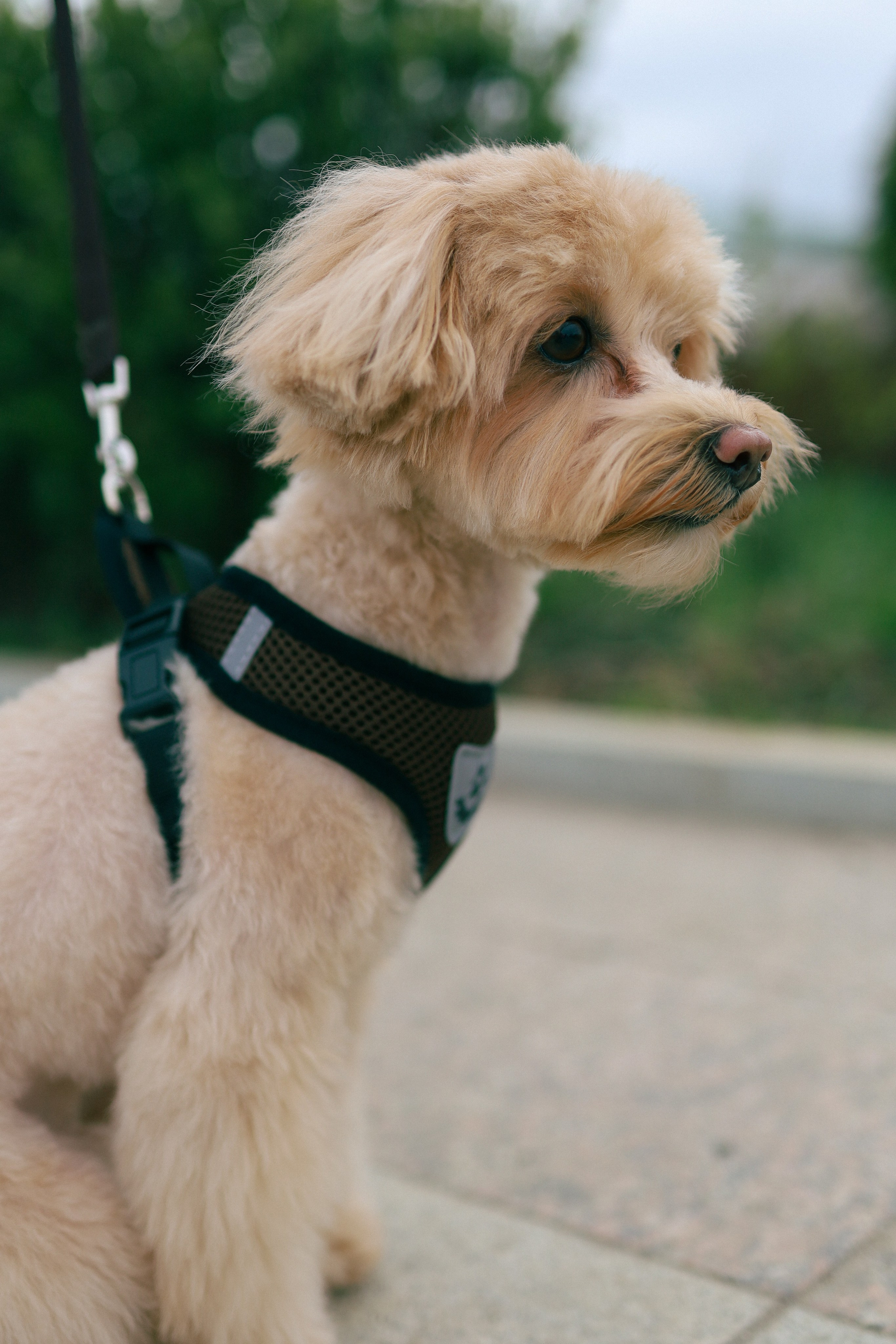 Richard 2. Фотограф Кострома Алёна Соловьёва