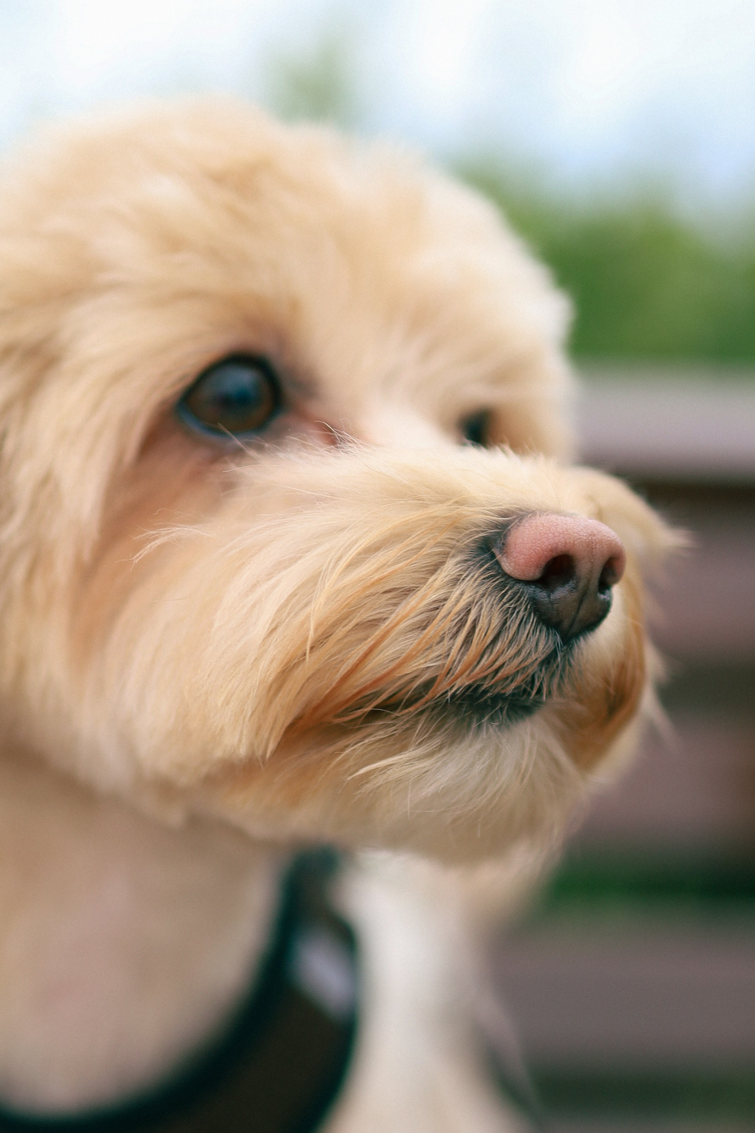Richard 2. Фотограф Кострома Алёна Соловьёва
