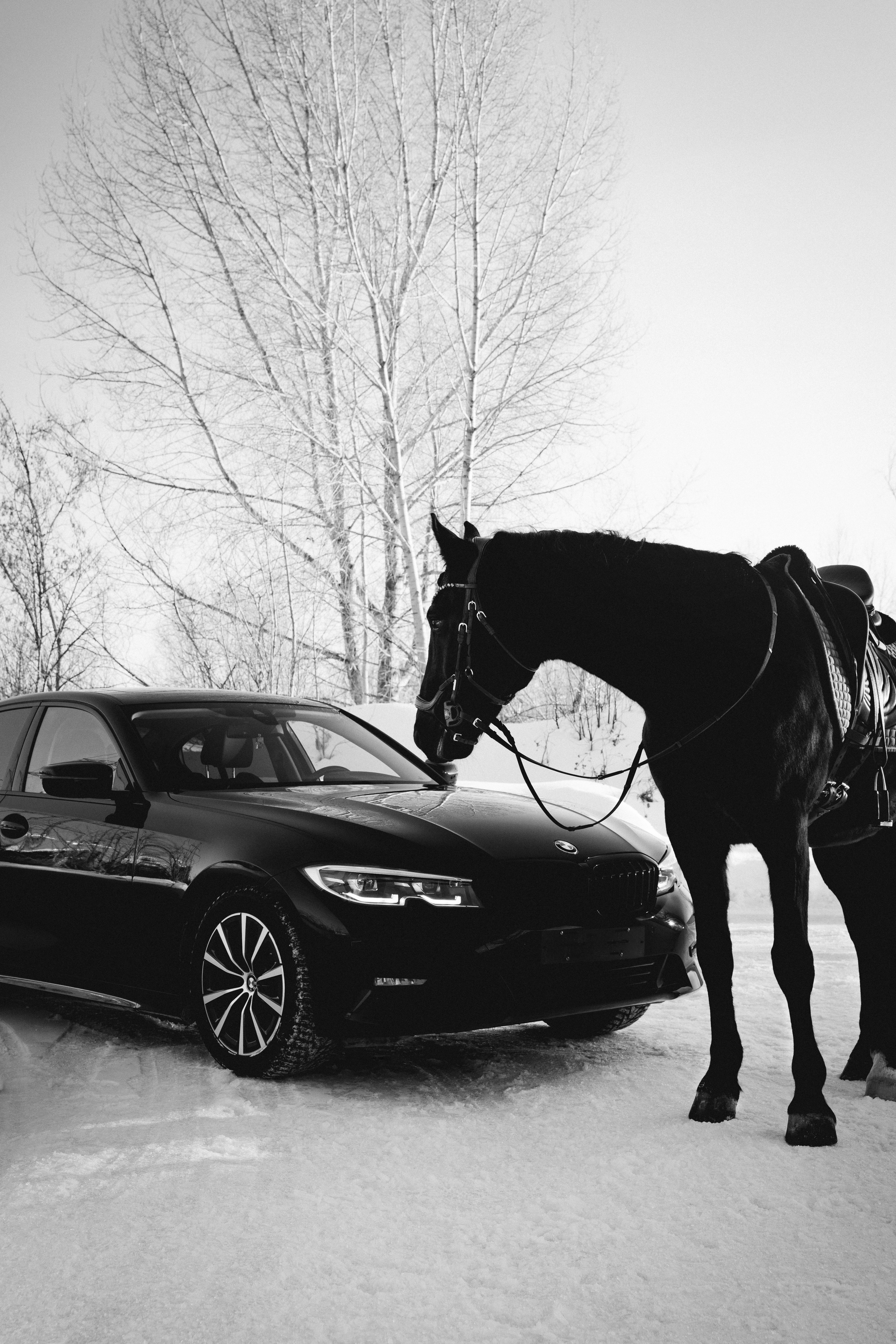 BMW G20 with horse