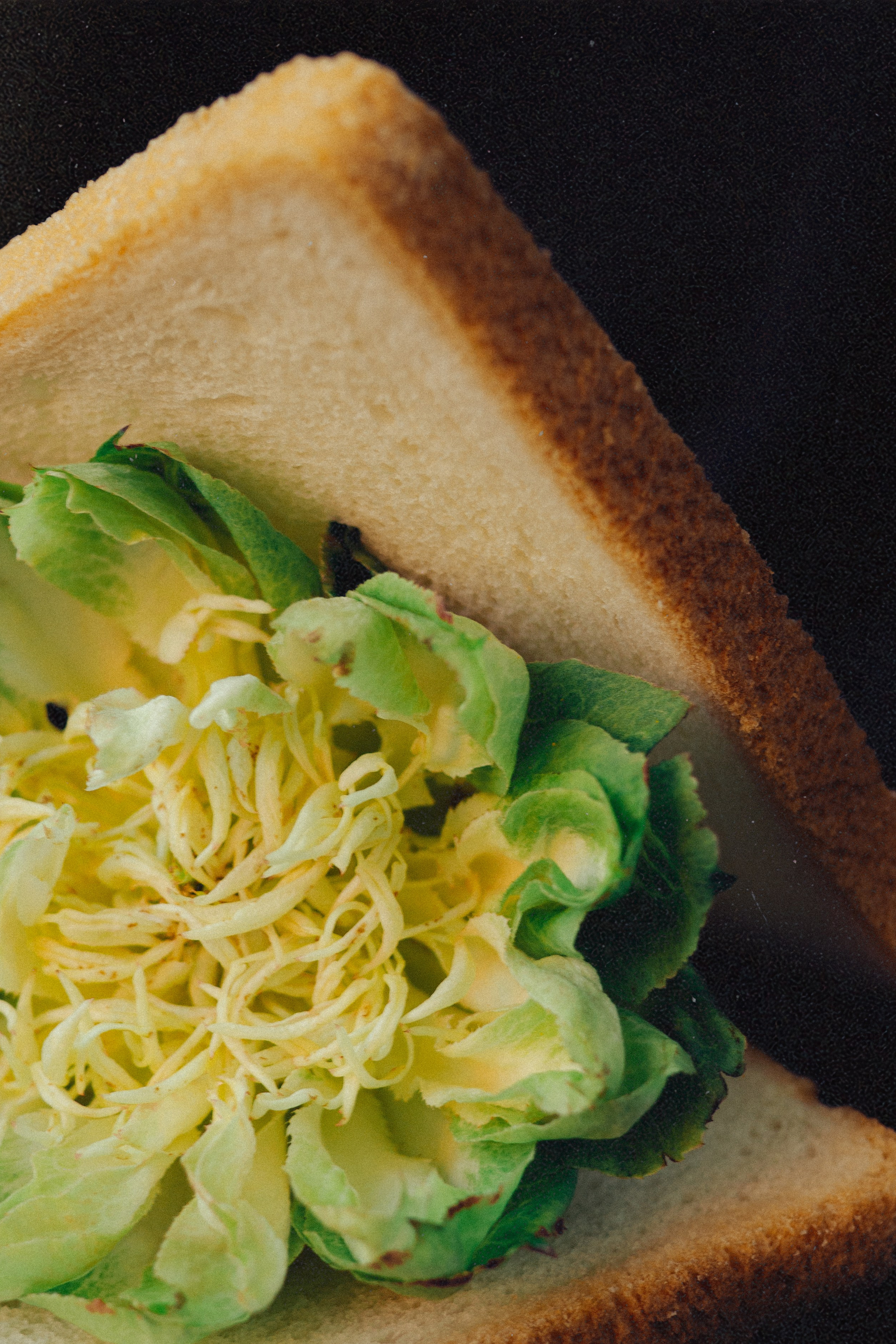 Галерея. Портретный фотограф в Ярославле София Фоменко