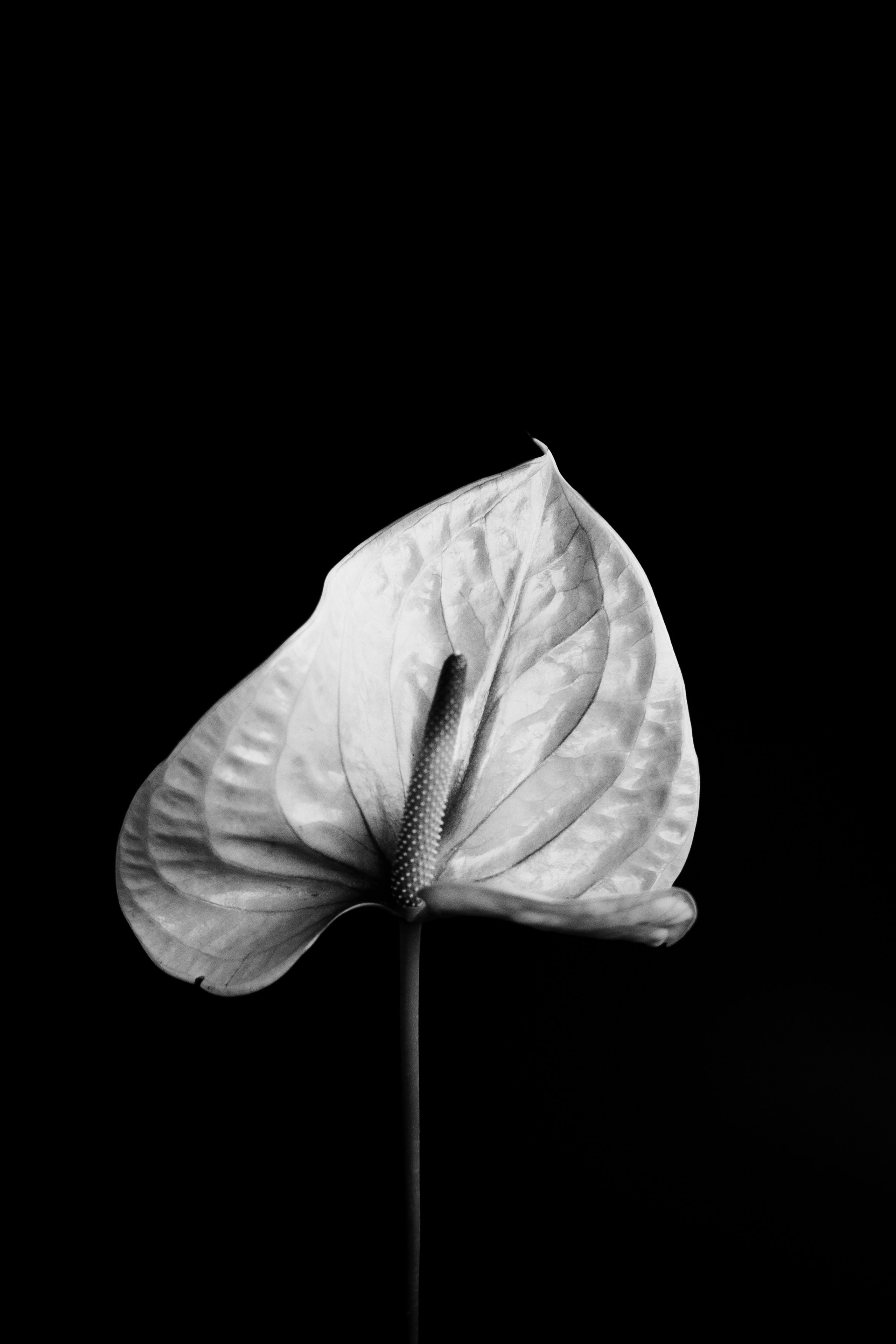 Галерея. Портретный фотограф в Ярославле София Фоменко