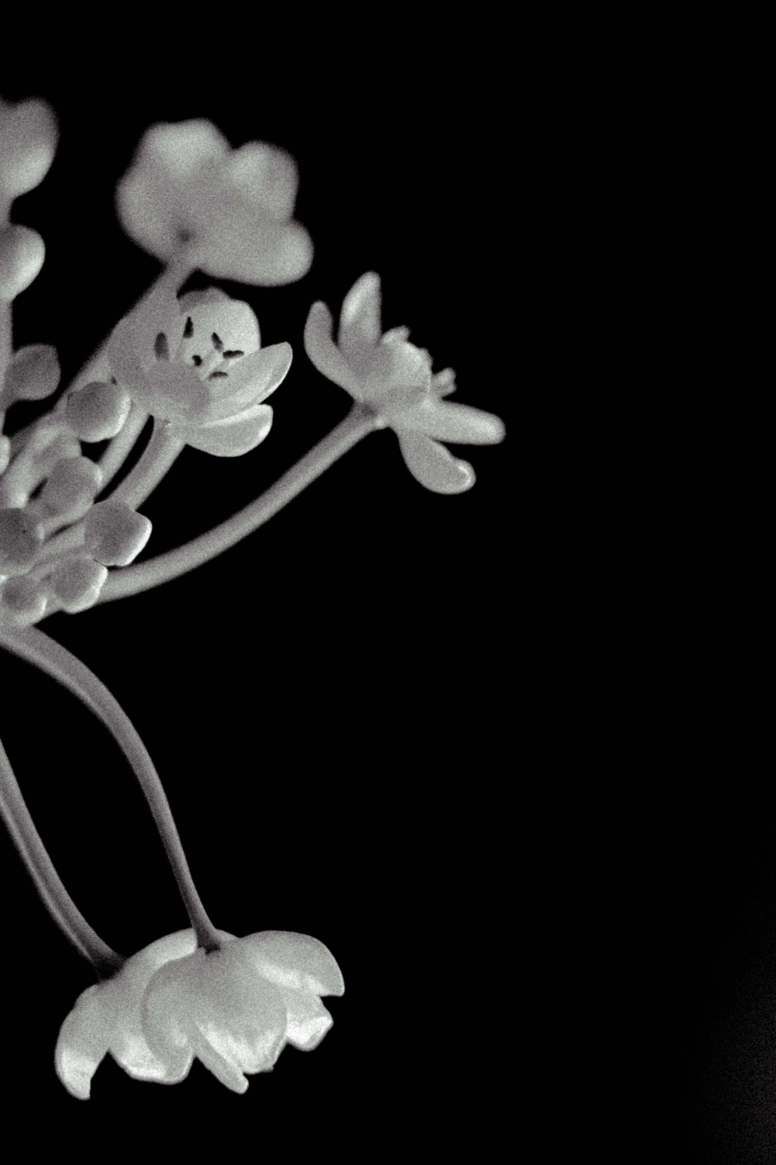 Галерея. Портретный фотограф в Ярославле София Фоменко