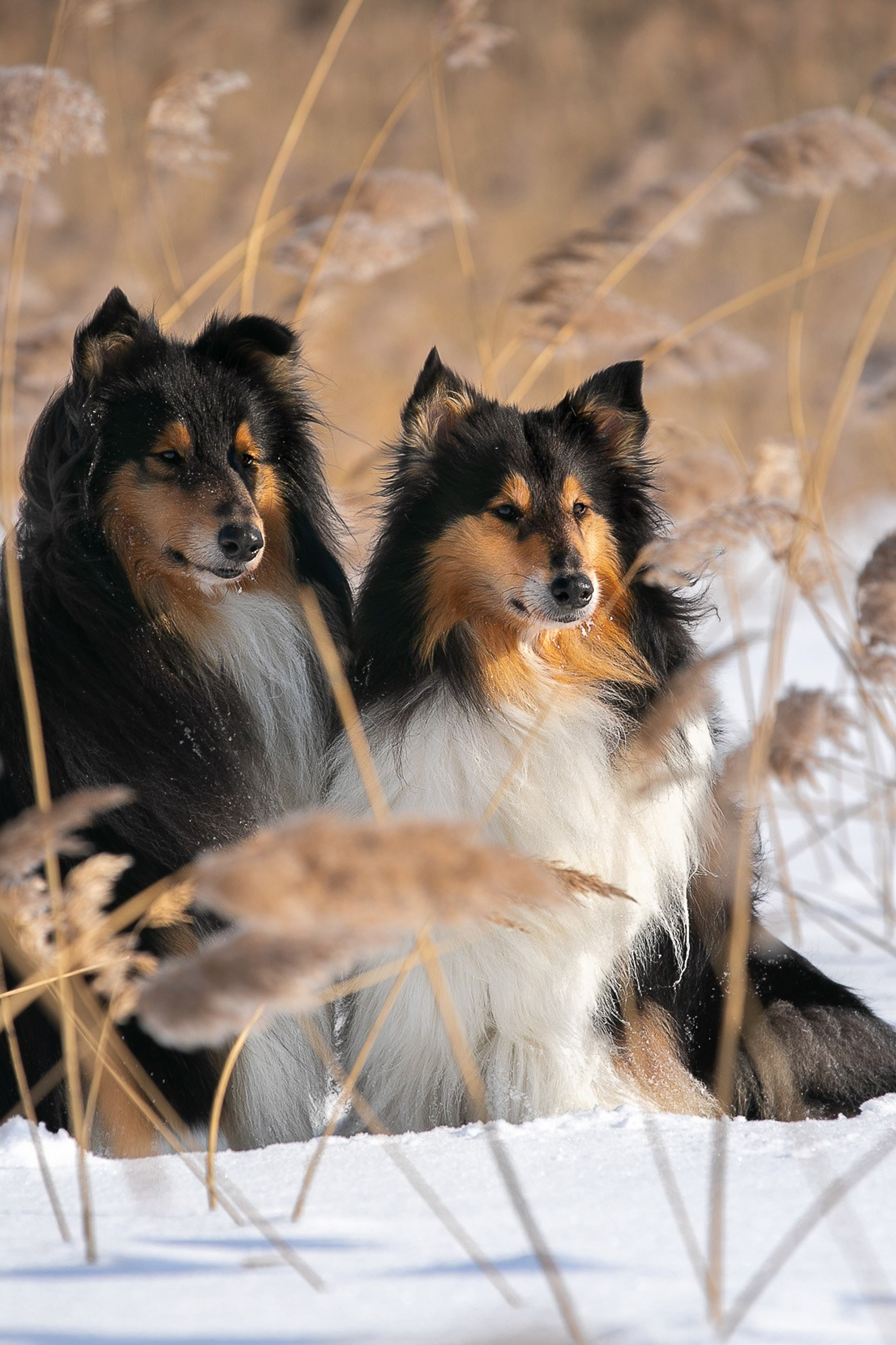 Статьи об особенностях съемки с животными. Фотограф-анималист в Москве и Московской области Татьяна Фролова