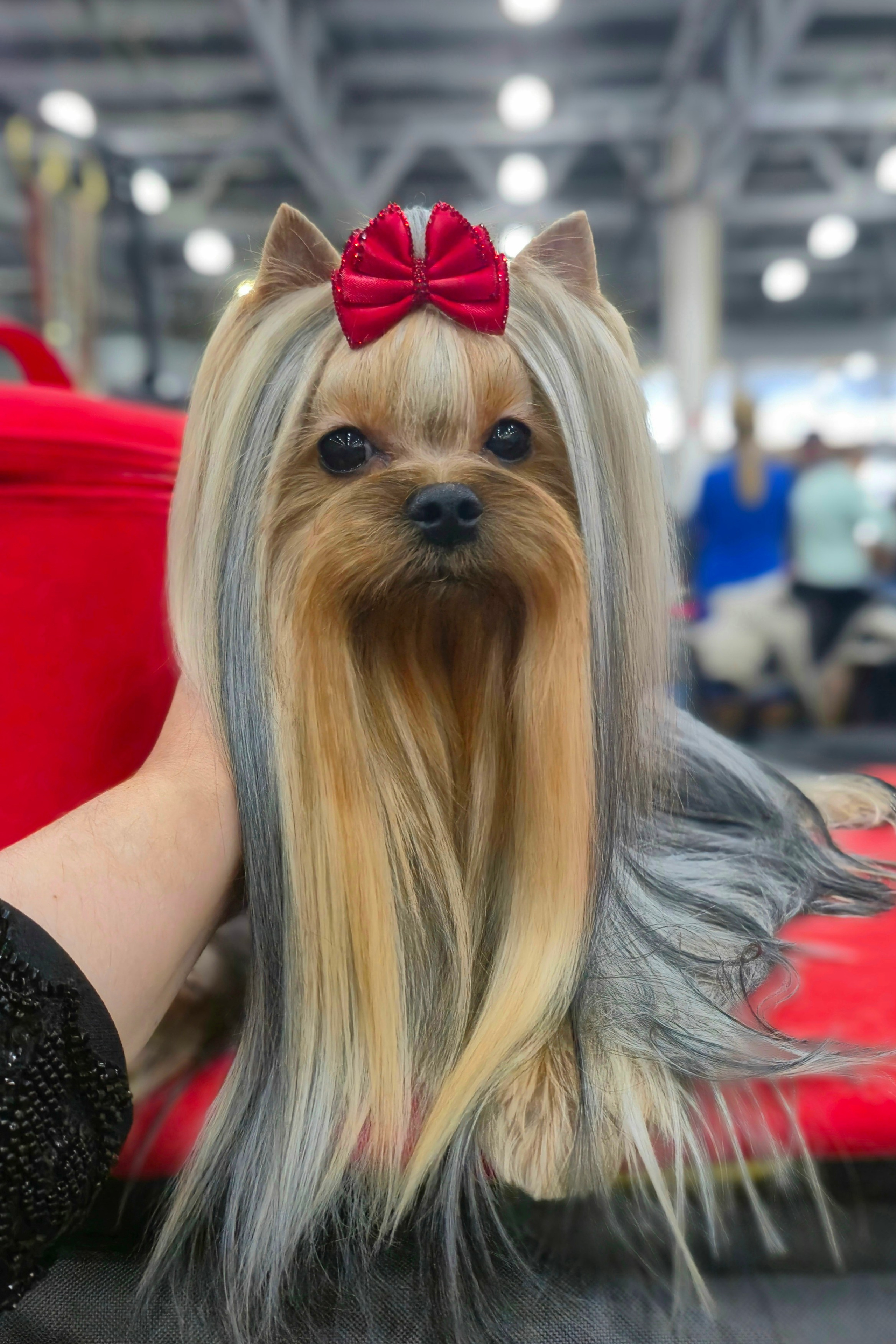 Йоркширский терьер. Мемориал. Питомник Воле'Т Шоу Vole'T Shou. Йоркширский терьер — питомник йоркширских терьеров Vole'T Shou