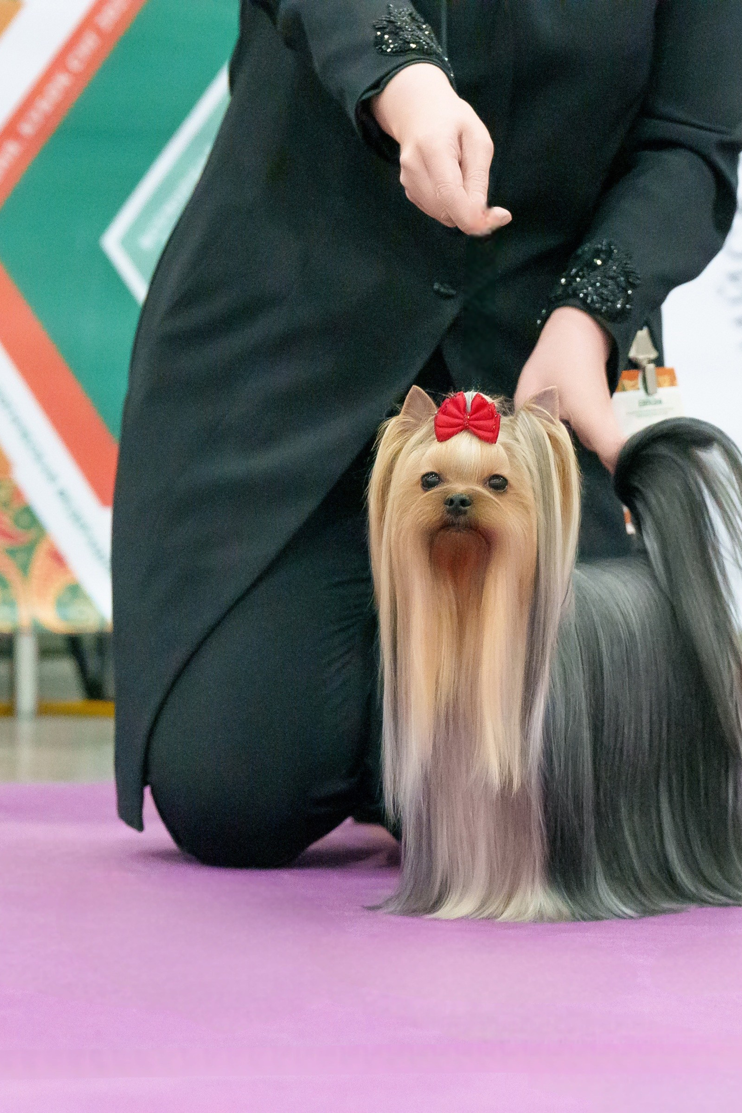 Йоркширский терьер. Мемориал. Питомник Воле'Т Шоу Vole'T Shou. Йоркширский терьер — питомник йоркширских терьеров Vole'T Shou