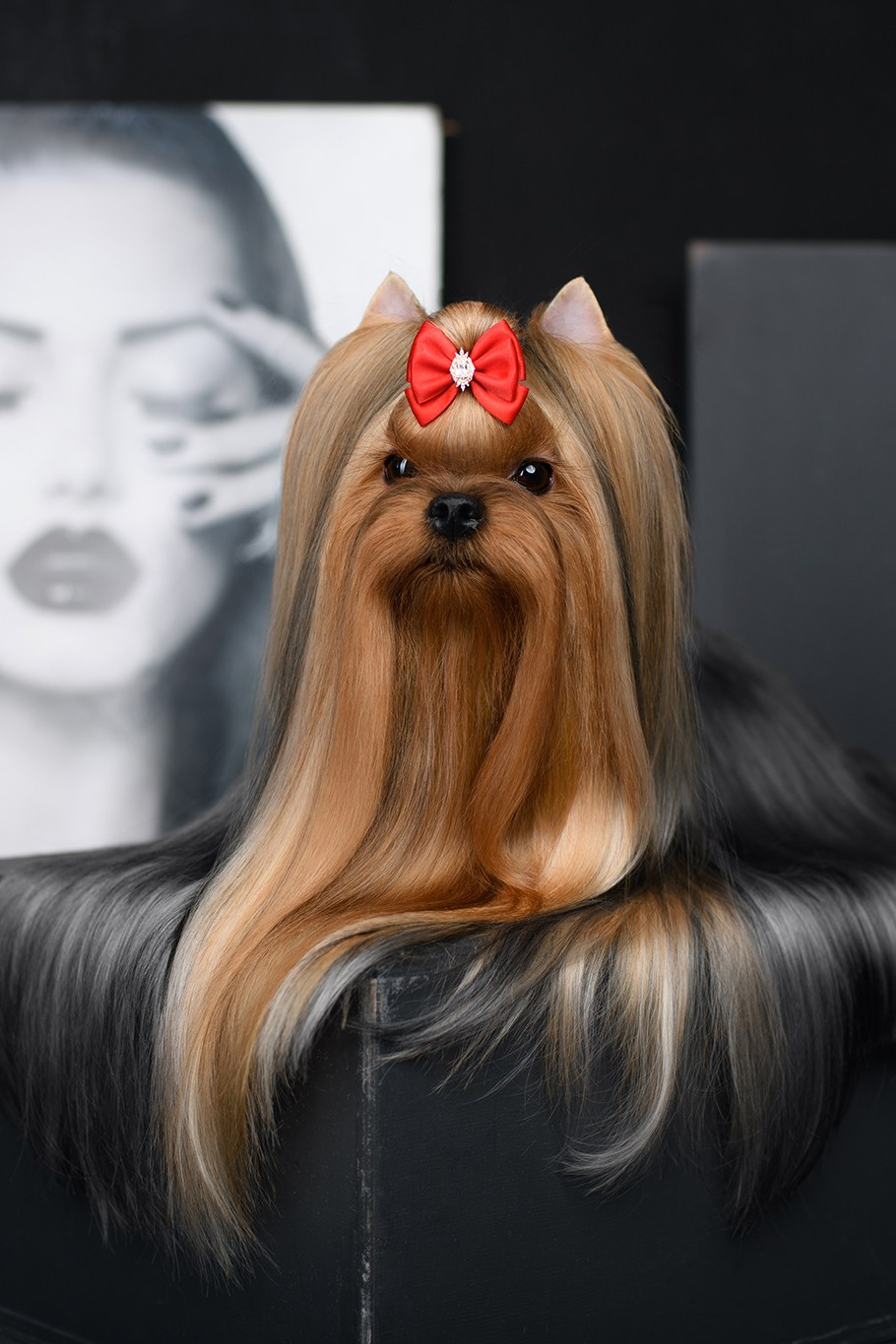 Йоркширский терьер. Мемориал. Питомник Воле'Т Шоу Vole'T Shou. Йоркширский терьер — питомник йоркширских терьеров Vole'T Shou