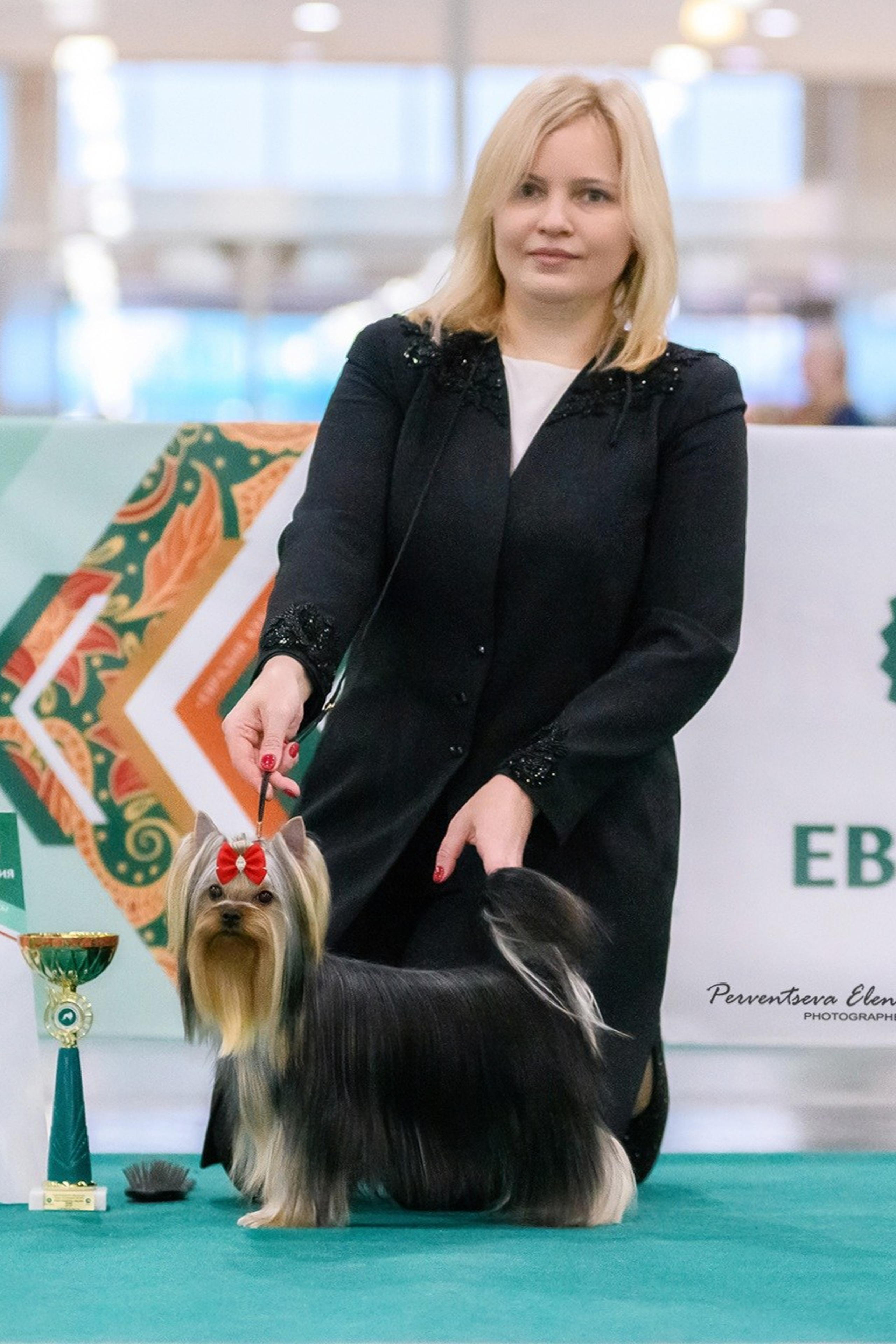 Йоркширский терьер. Мемориал. Питомник Воле'Т Шоу Vole'T Shou. Йоркширский терьер — питомник йоркширских терьеров Vole'T Shou