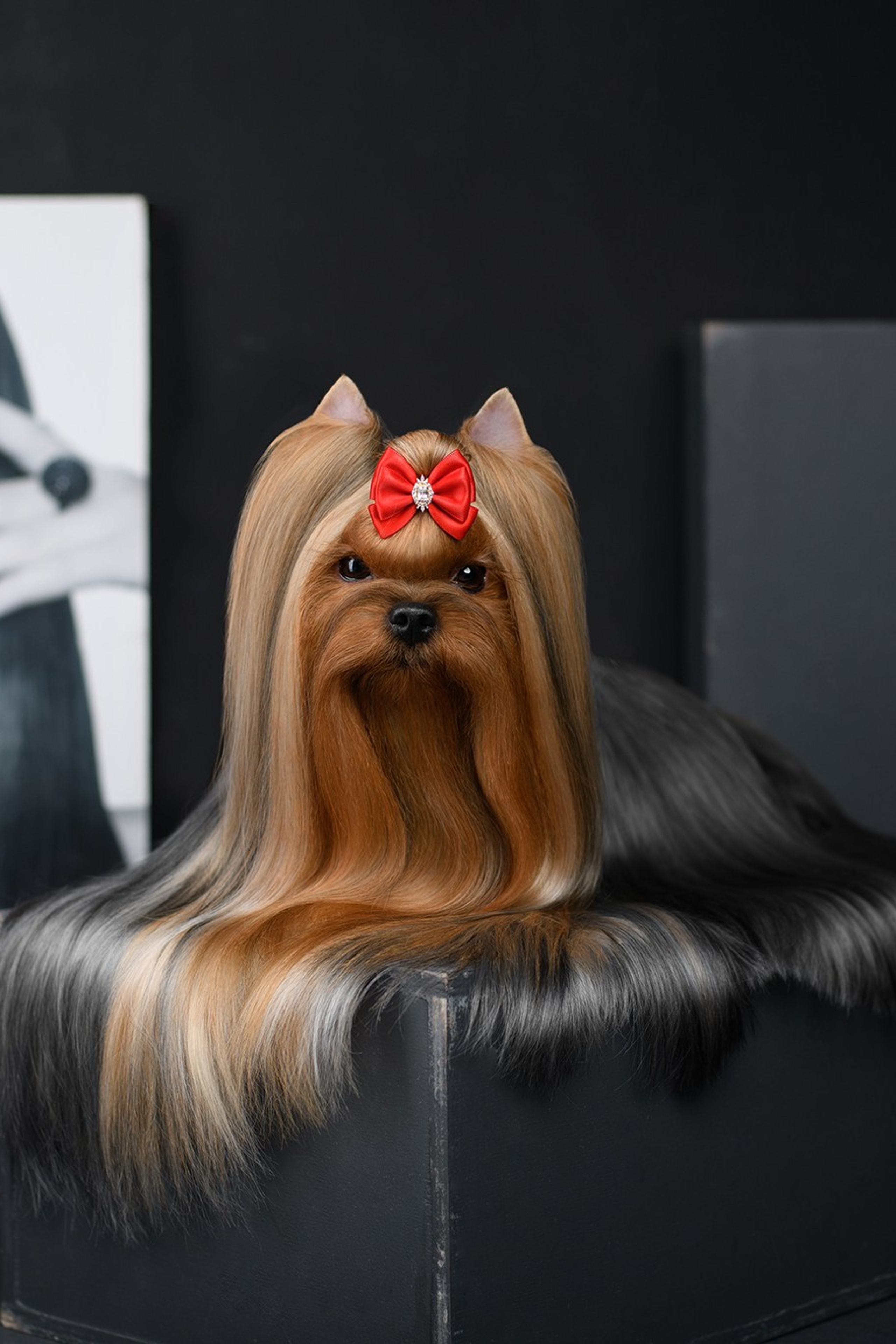 Йоркширский терьер. Мемориал. Питомник Воле'Т Шоу Vole'T Shou. Йоркширский терьер — питомник йоркширских терьеров Vole'T Shou