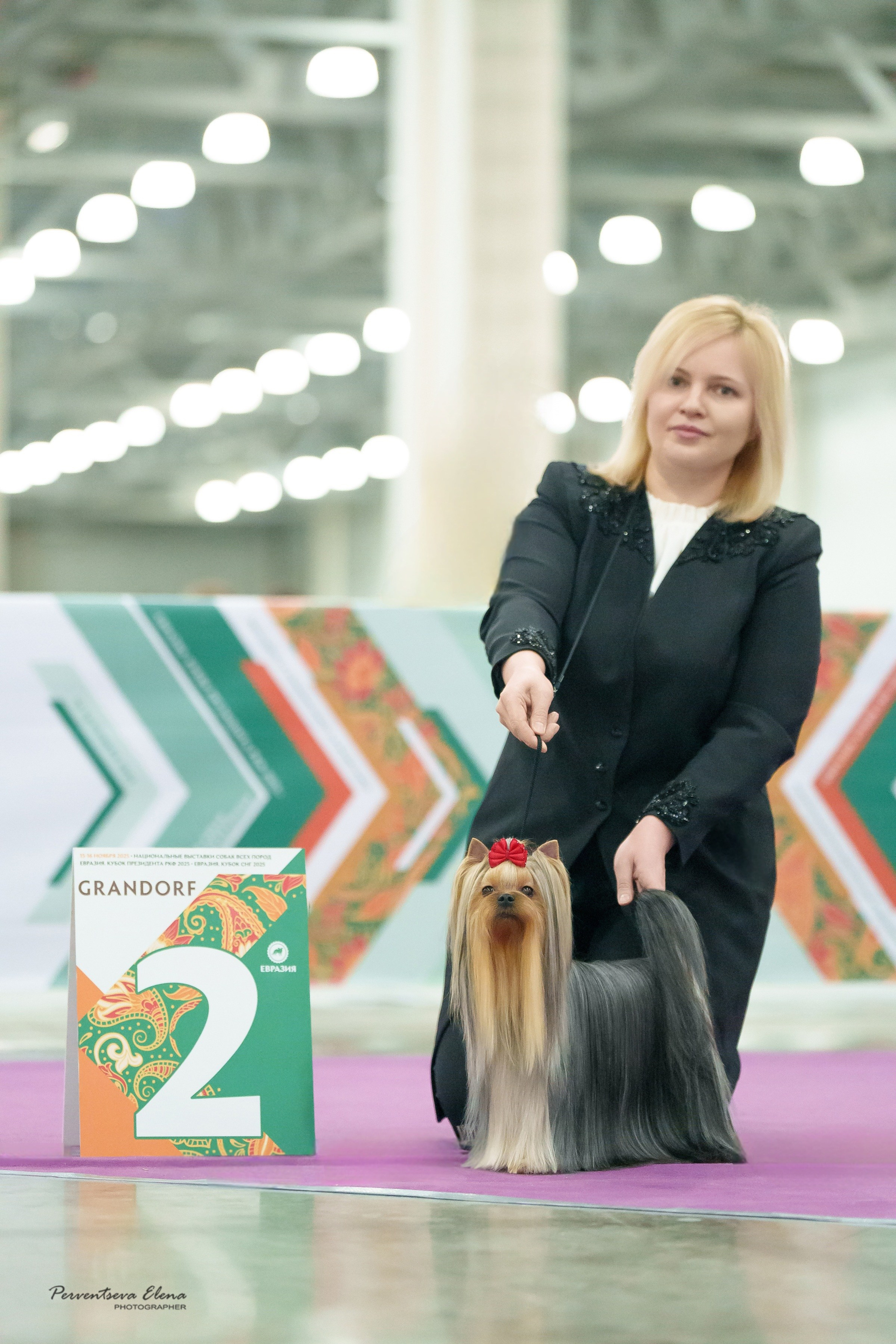 Йоркширский терьер. Мемориал. Питомник Воле'Т Шоу Vole'T Shou. Йоркширский терьер — питомник йоркширских терьеров Vole'T Shou