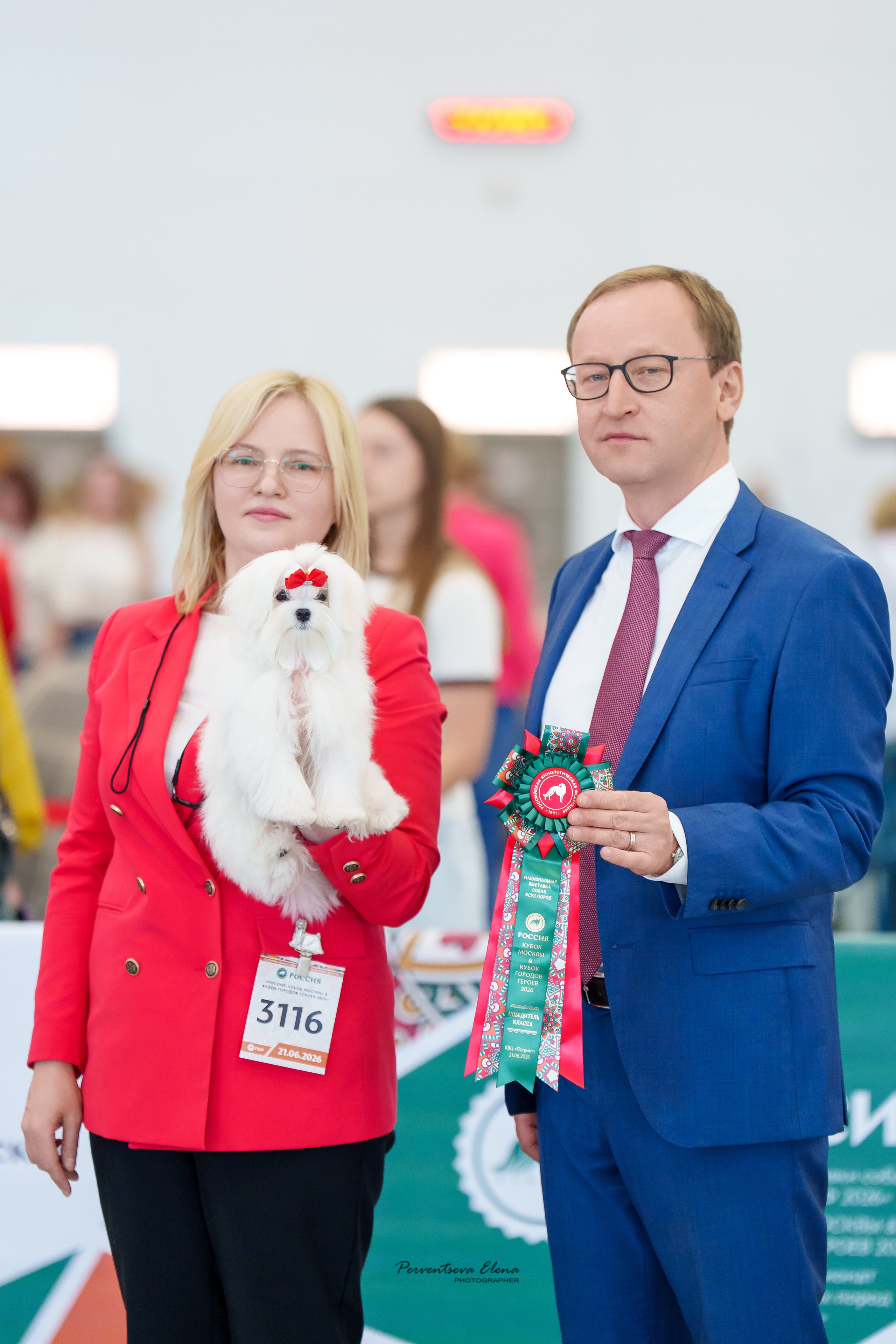 Beauty Shantal Florence. Мальтезе. Питомник Vole'T Shou. Йоркширский терьер — питомник йоркширских терьеров Vole'T Shou