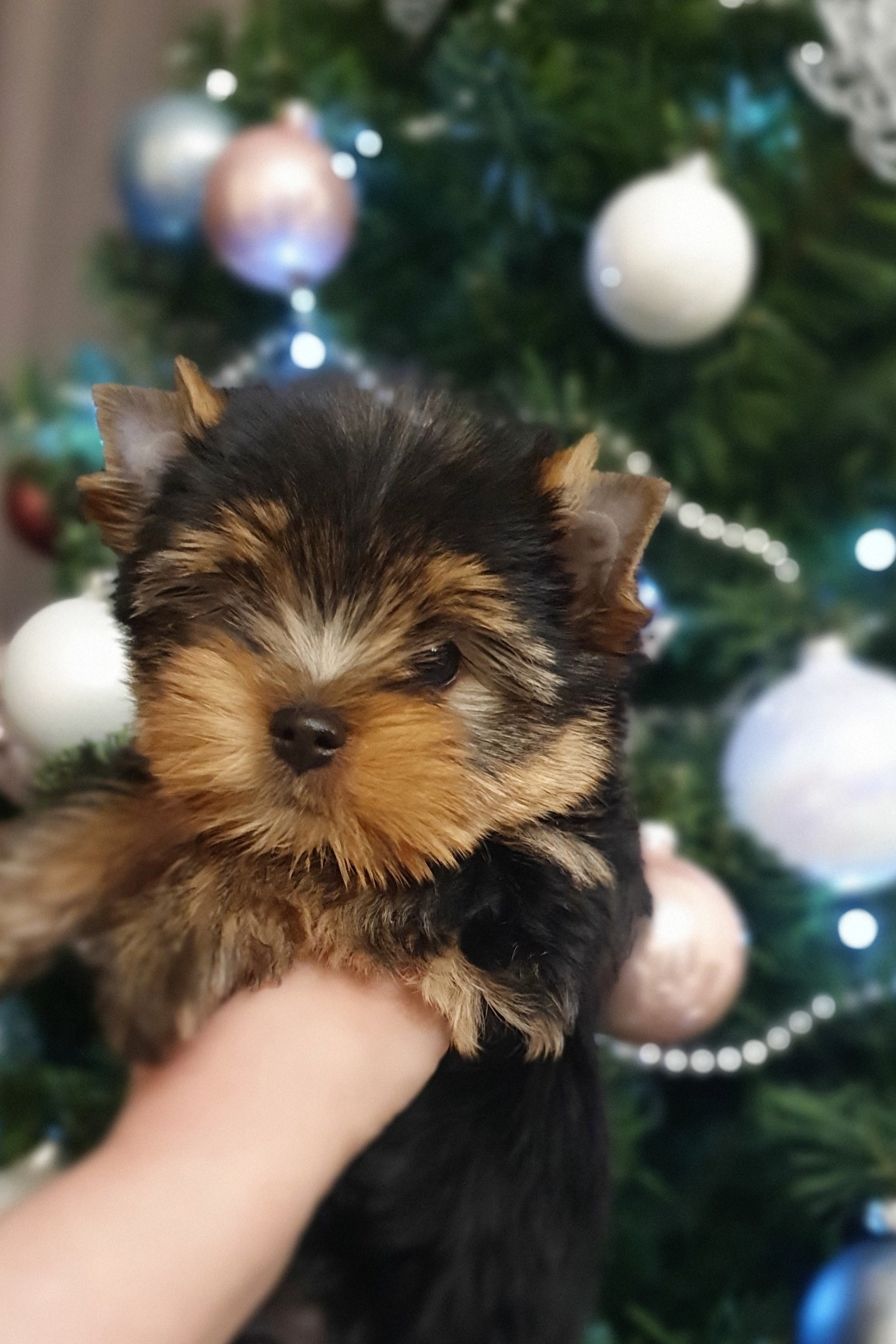 Йоркширский терьер. Мемориал. Питомник Воле'Т Шоу Vole'T Shou. Йоркширский терьер — питомник йоркширских терьеров Vole'T Shou