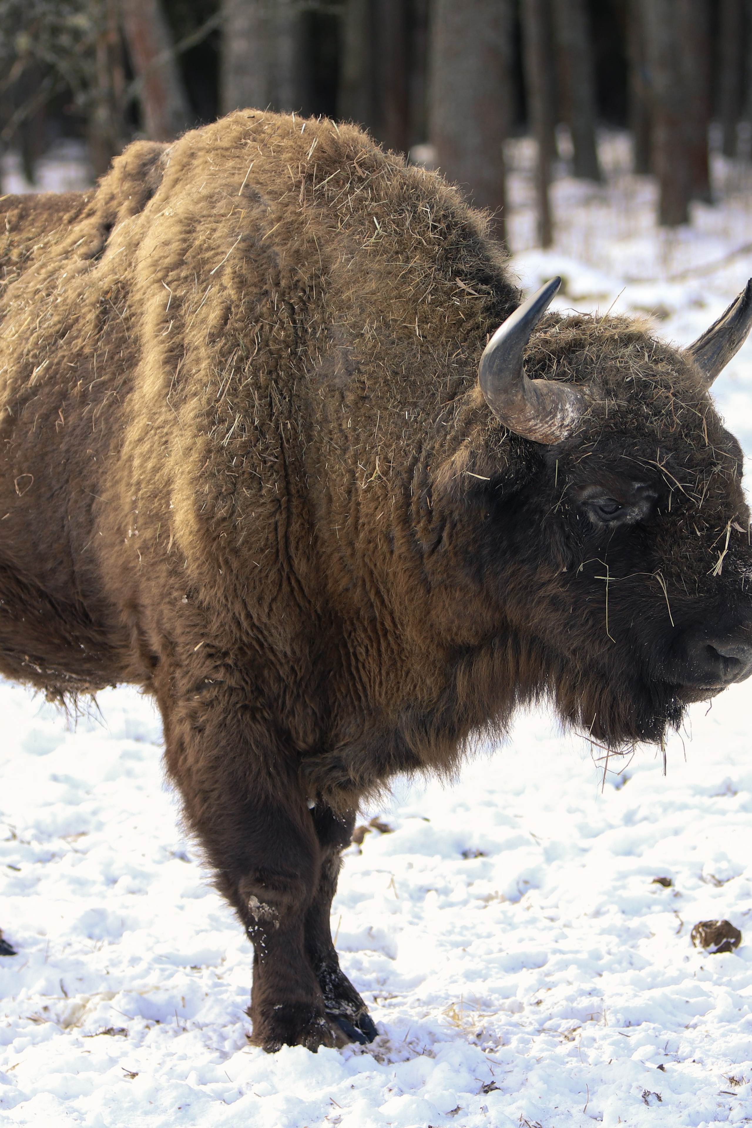 В гости к зубрам. «Книжка с картинками» Фотограф Наталья Цыбина