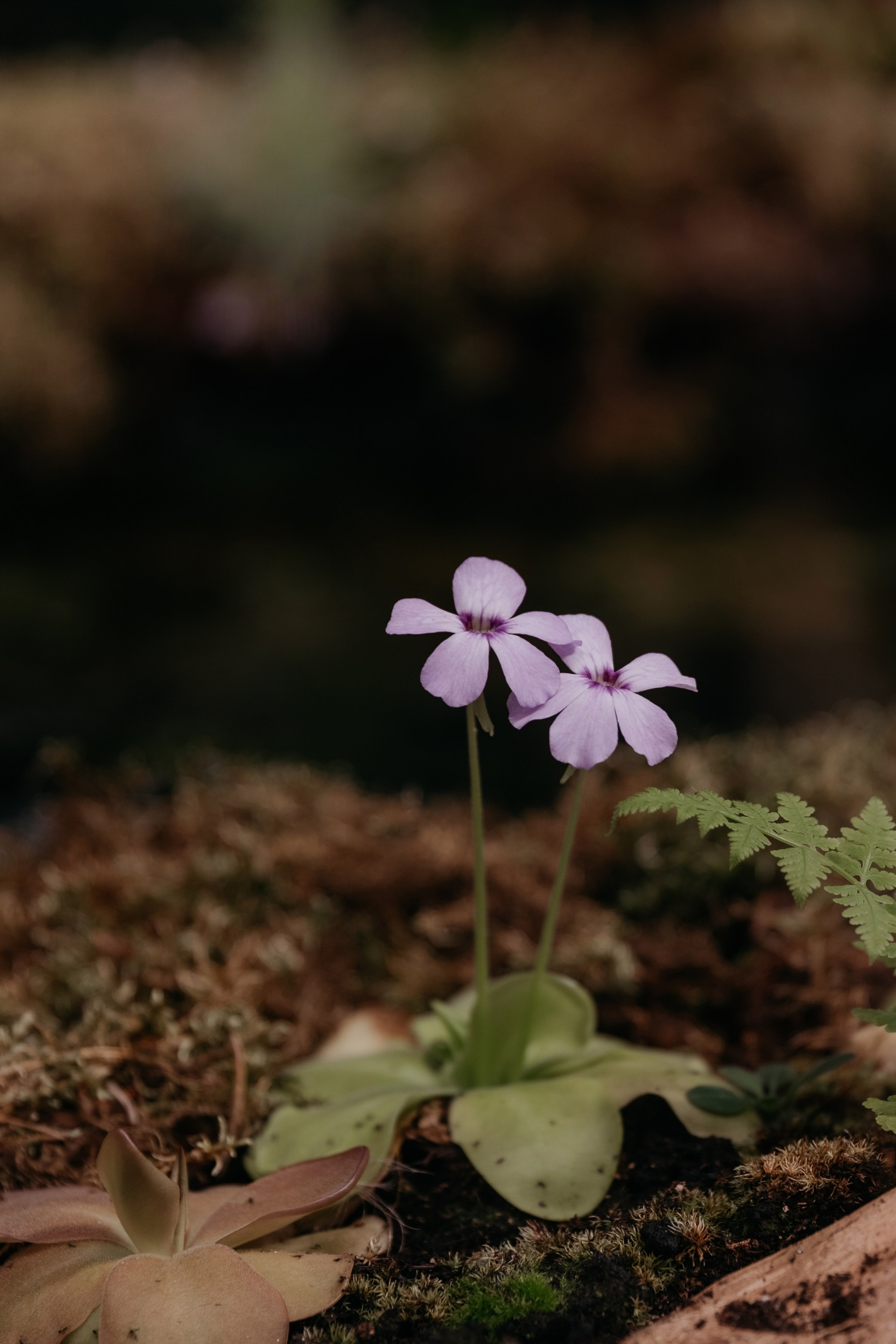 Кроме чувств, ничто не способно излечить душу, равно как ничто, кроме души, не способно излечить чувства.