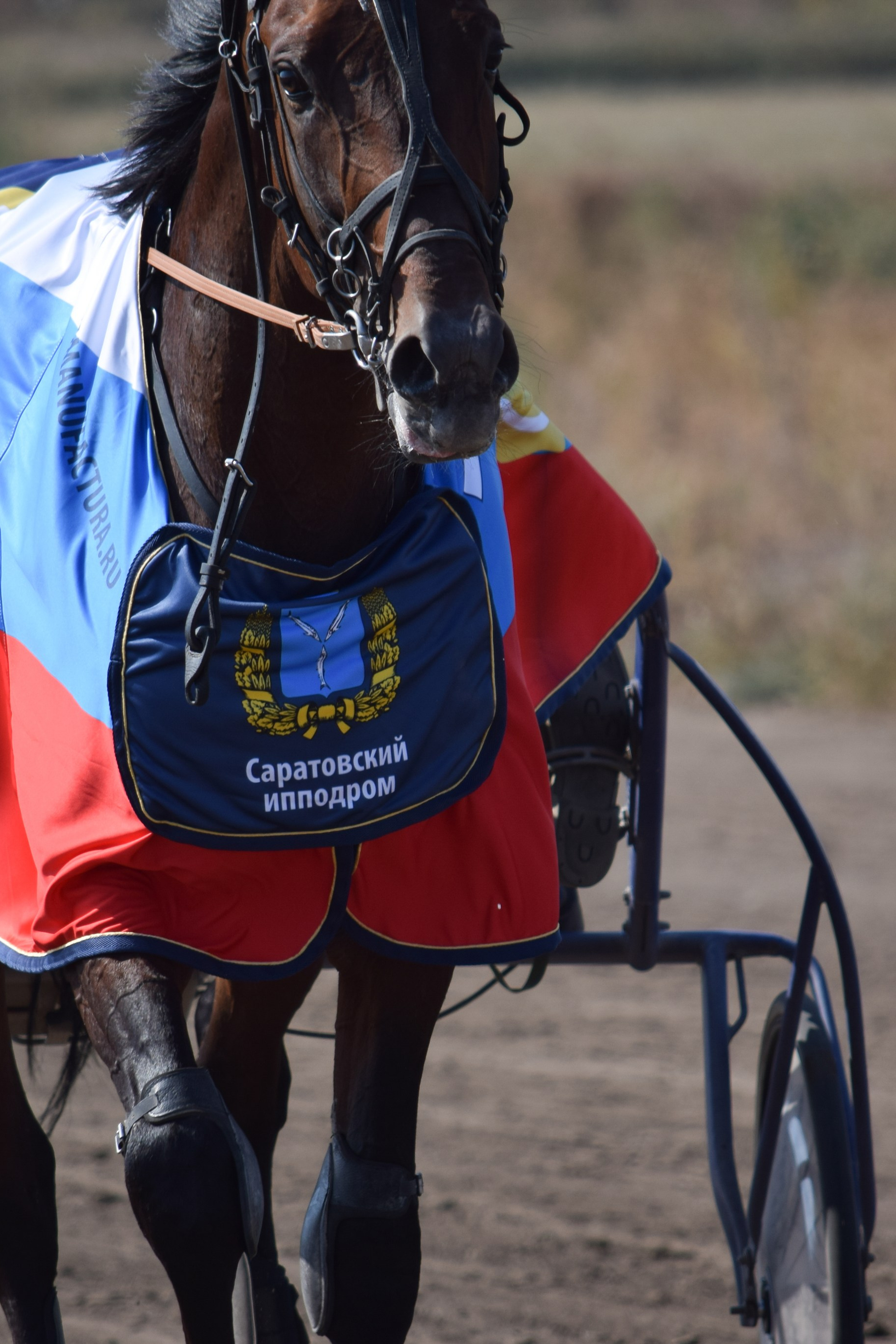 Кубок Губернатора, ипподром Саратов, 2019 г.