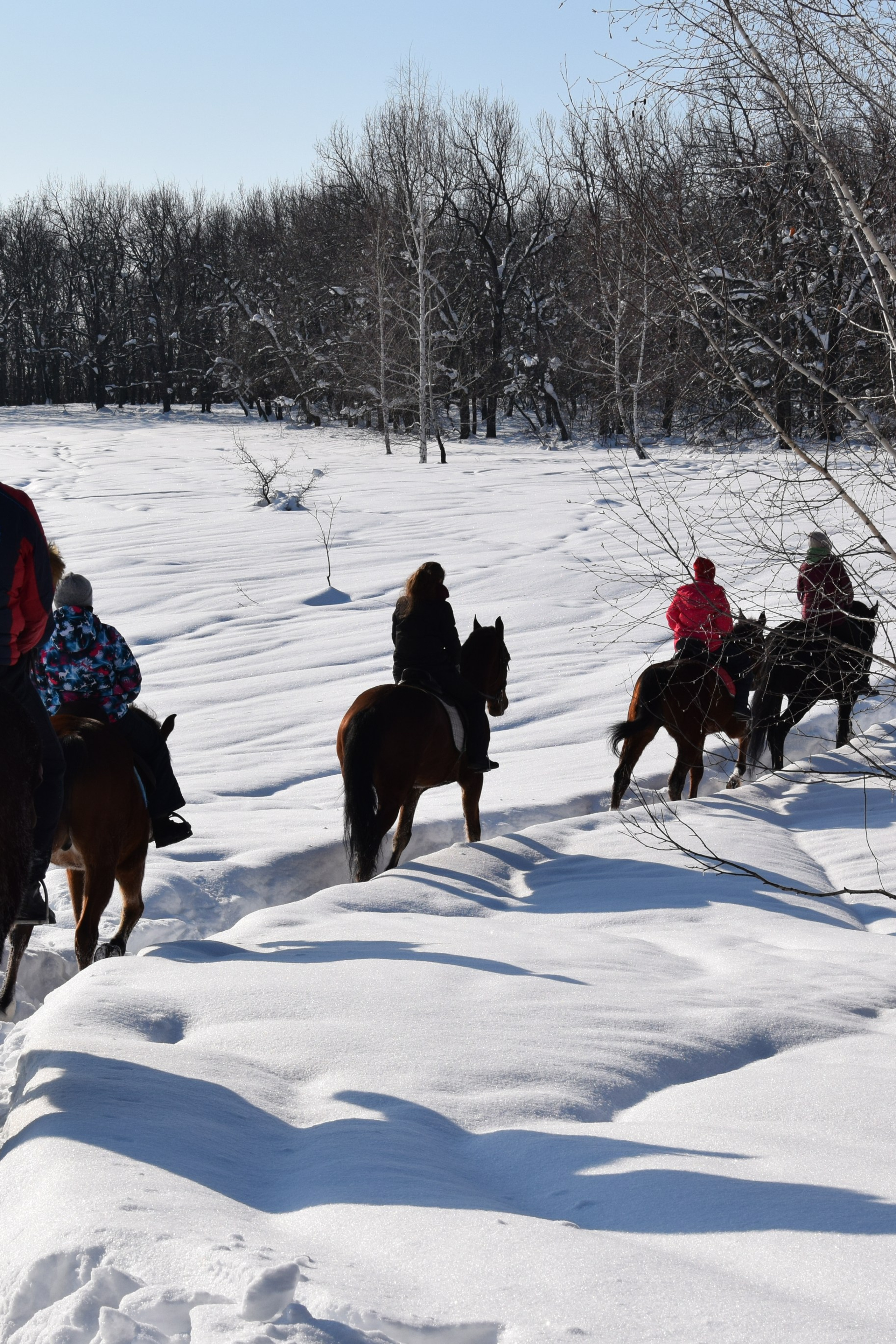 Конная прогулка