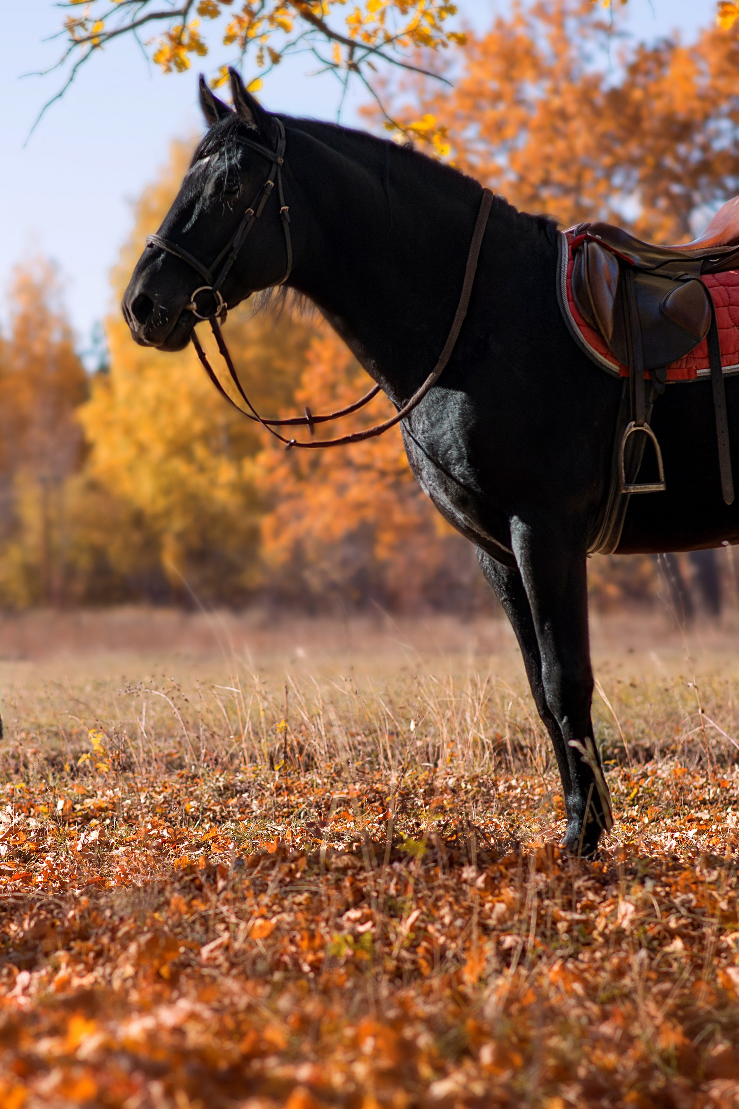 Семейная съемочка с&nbsp;Пиратом