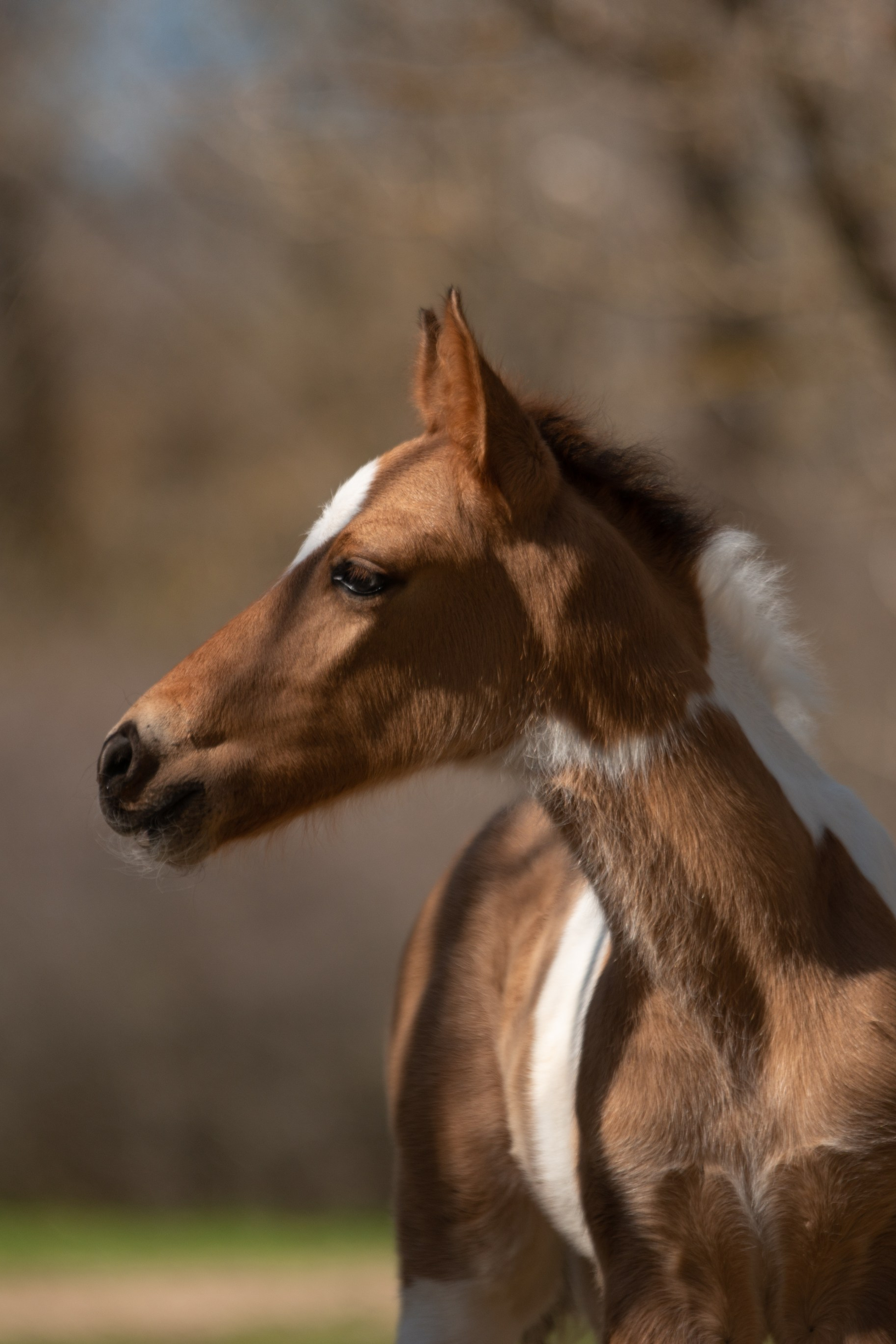 Жеребёнок Митяй