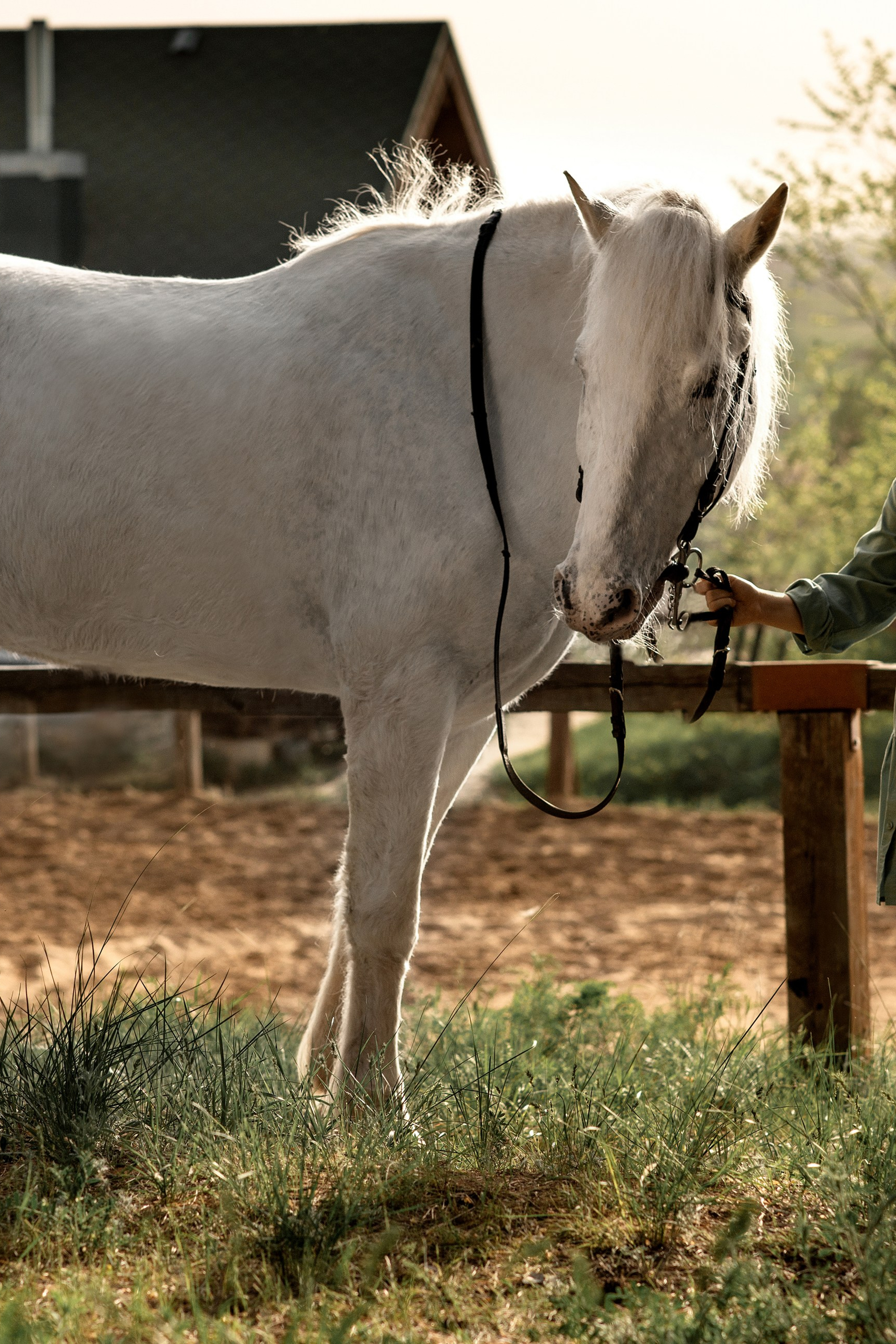 Каролина и Чингиз