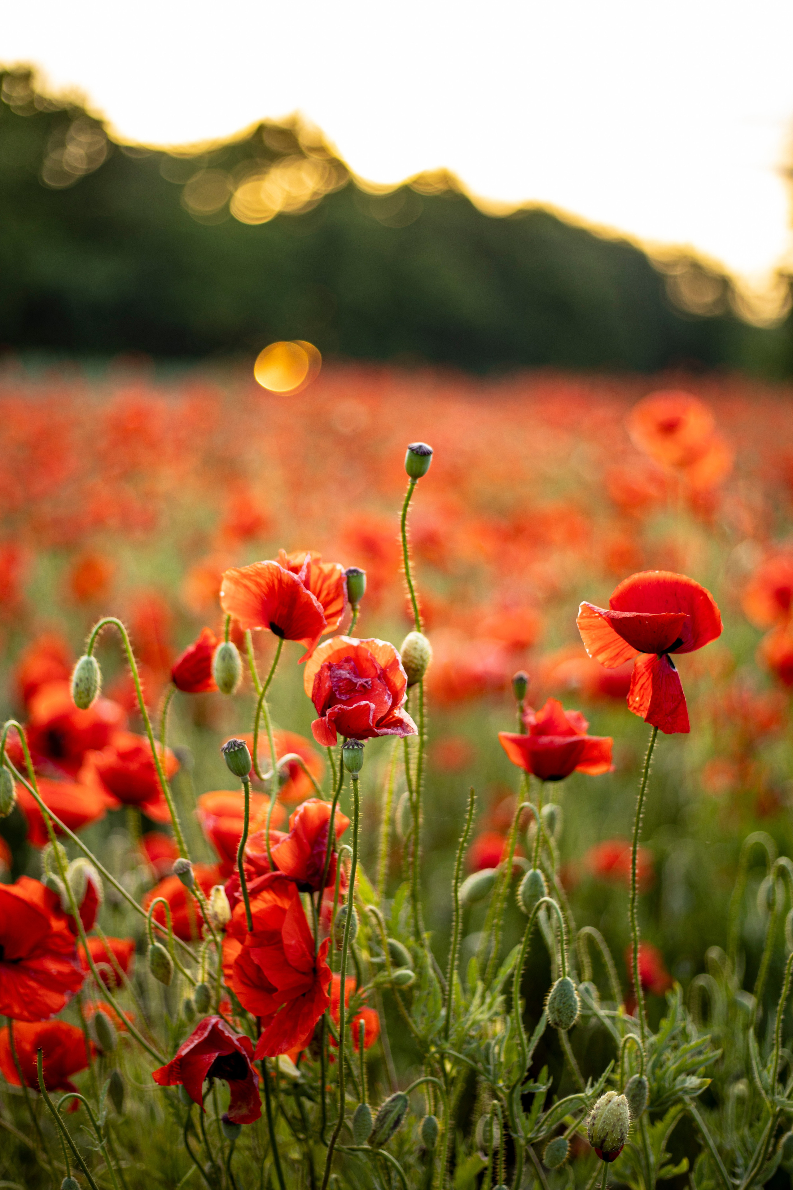 Настроение «лето»