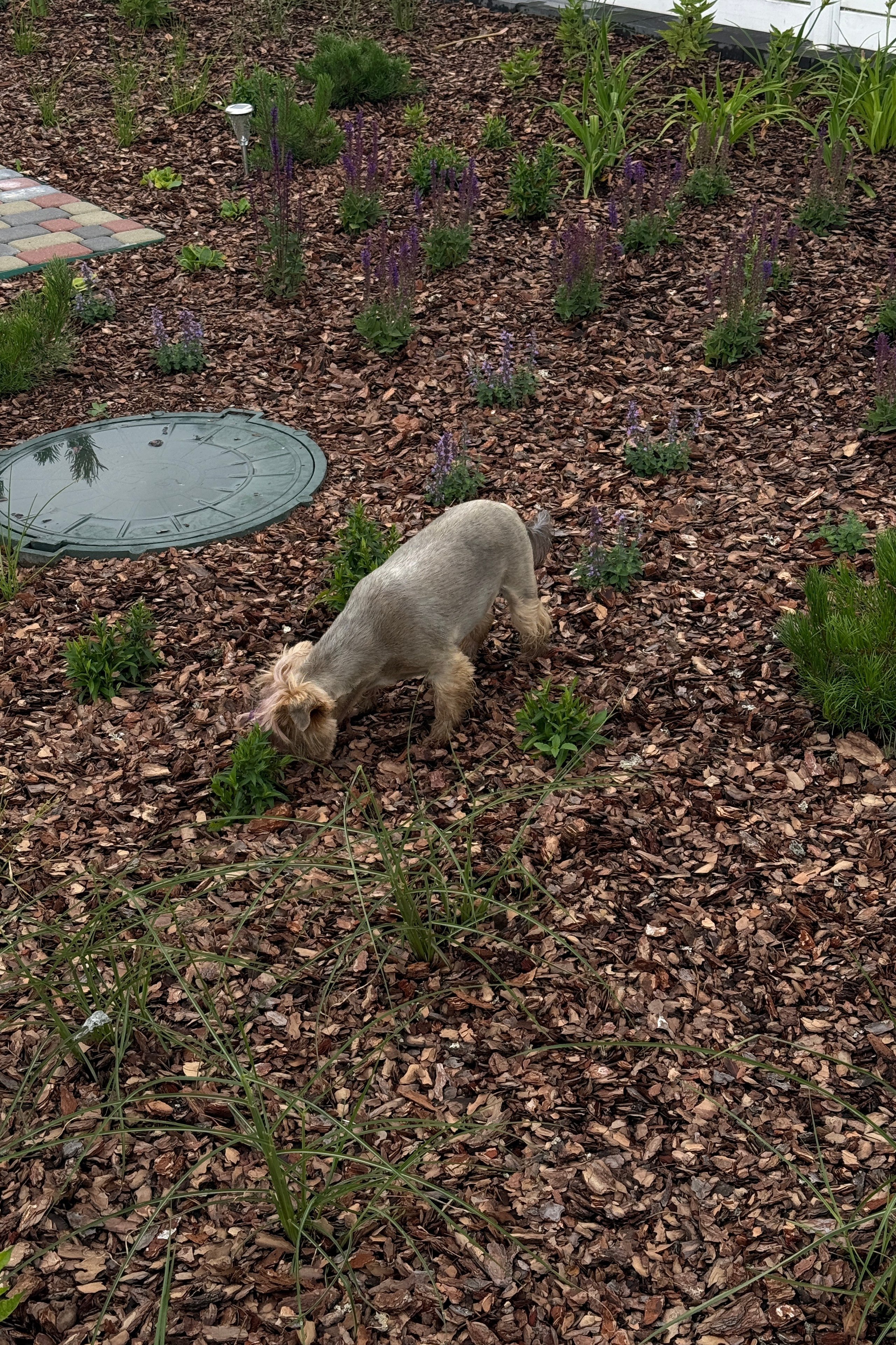 Блог. LA. Ландшафтный дизайн в Минске и Гродно