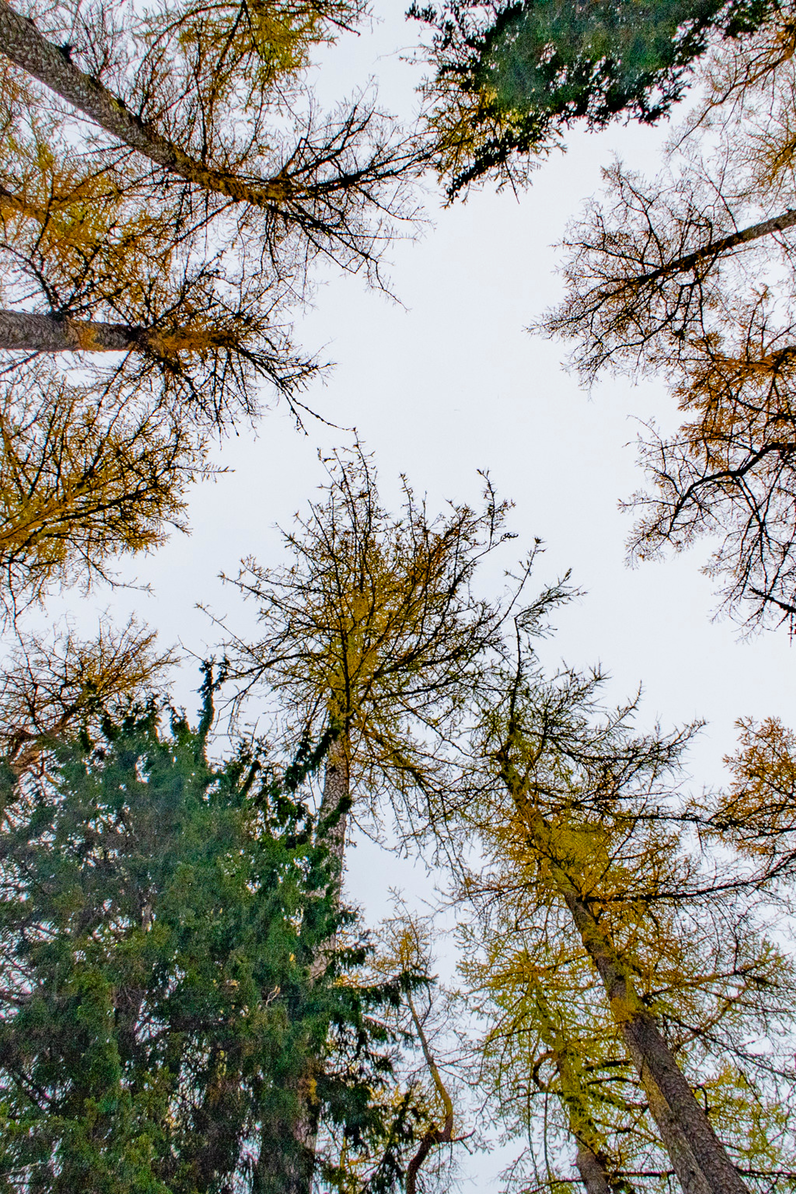 Линдуловская Роща