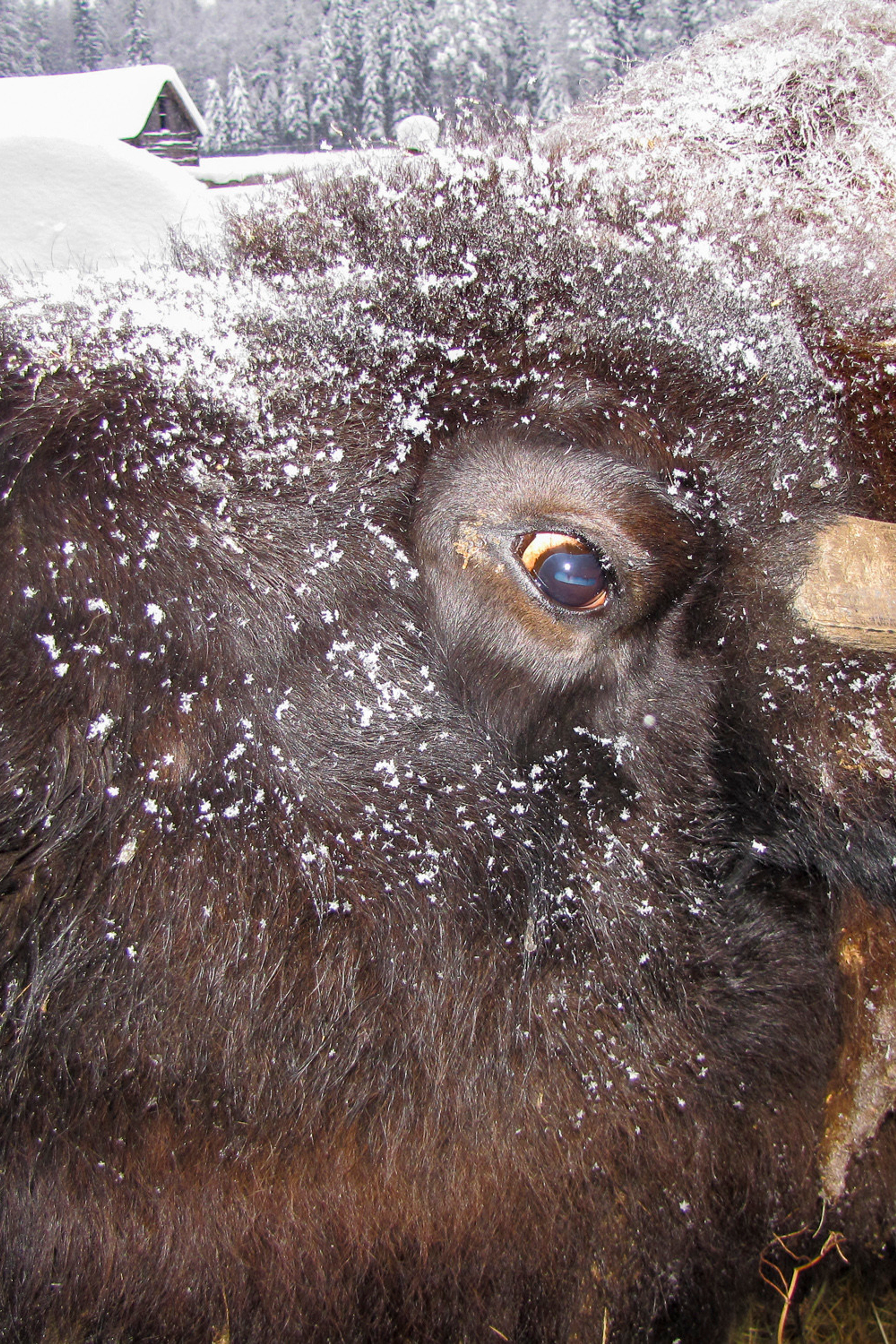 В&nbsp;Токсово к&nbsp;зубрам