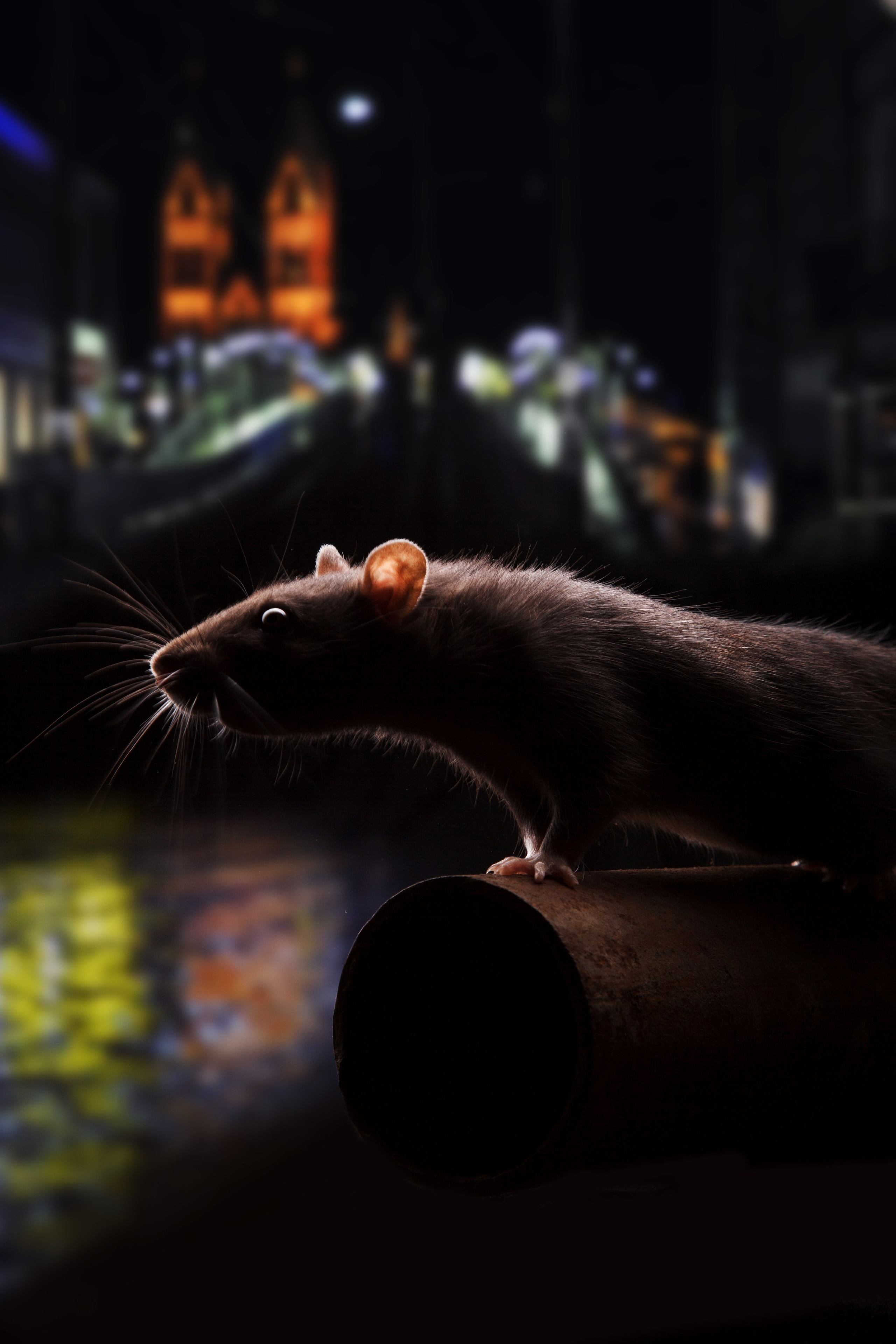 Концерт Live БАСТЕРЗ. Фотограф в Великом Новгороде