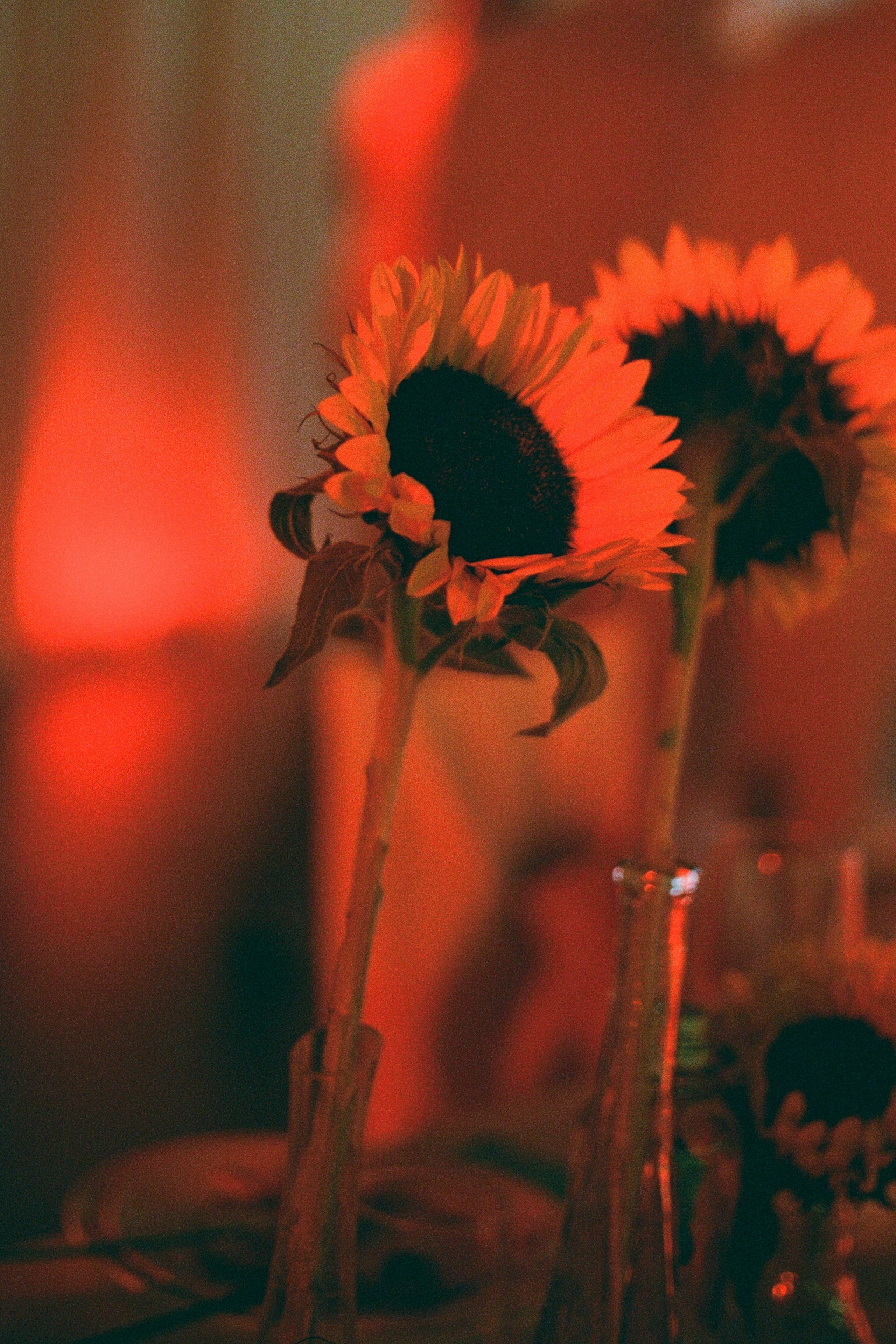 Денис и Полина. Свадебный фотограф в Рязани и Москве Егоркин Стас