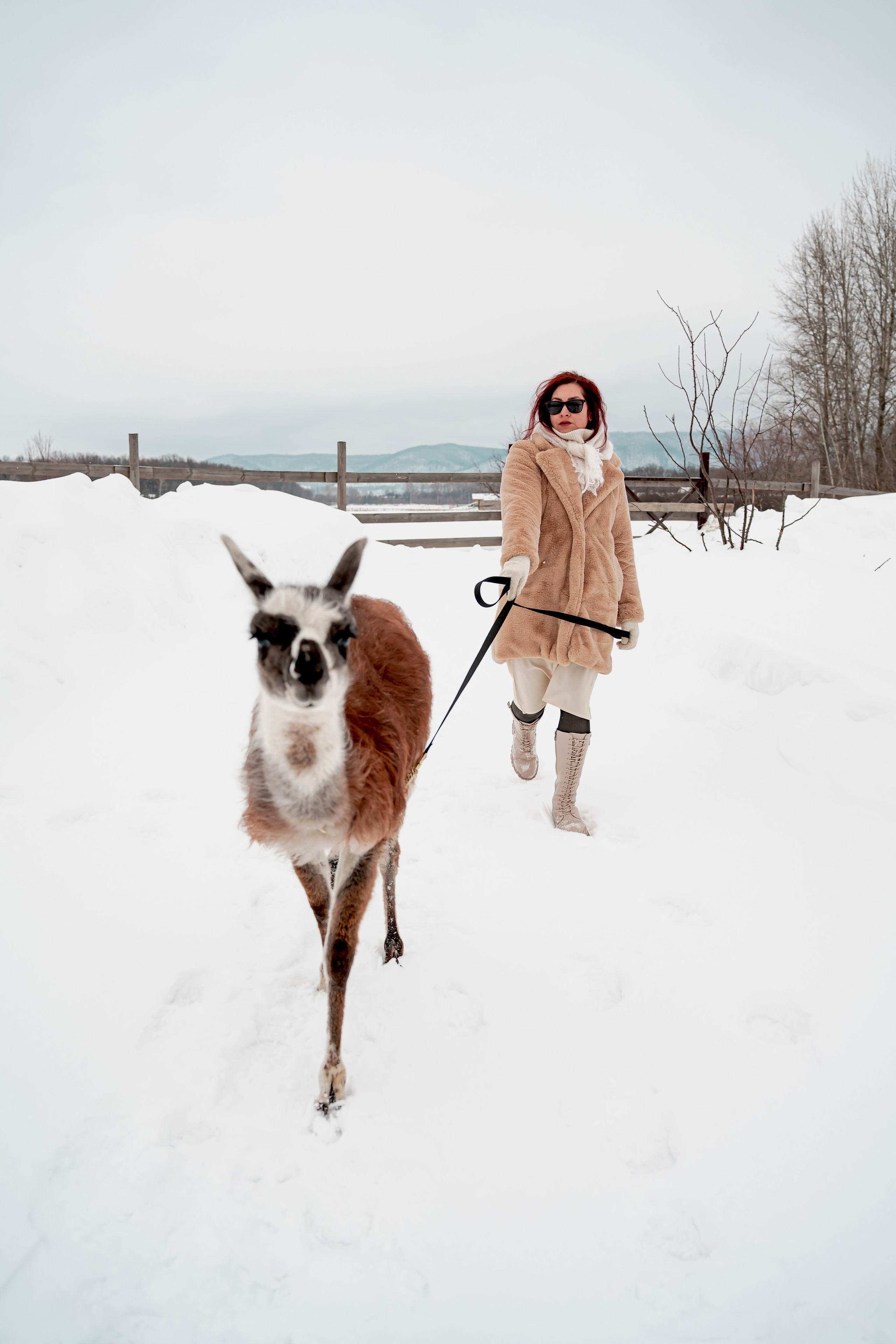 Фотосессия с животными Самара. Предметный фотограф Самара