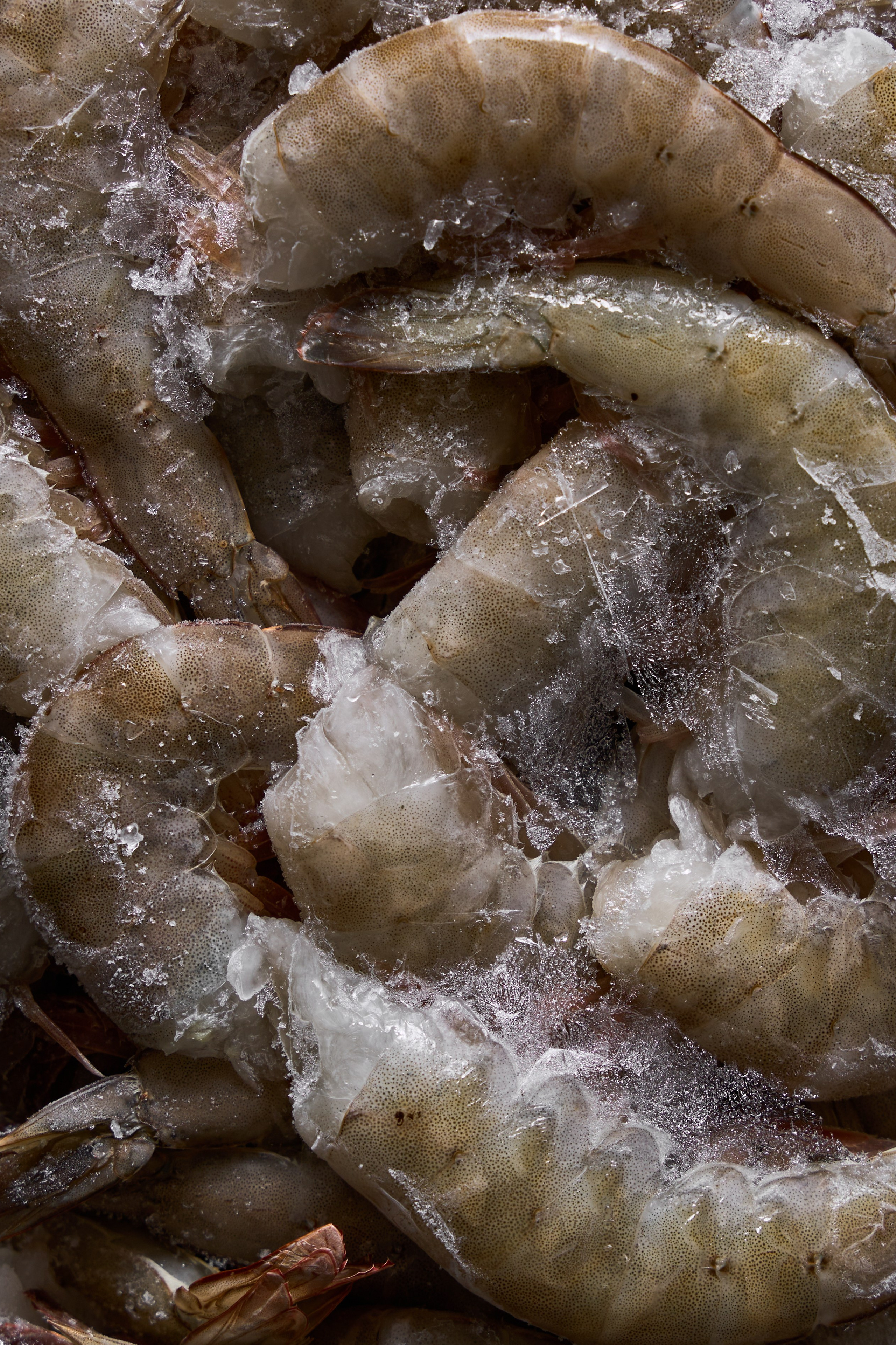 Русская Рыбная Компания (РРК) — каталог продукции. Фотограф для брендов, моделей и частных клиентов в Москве