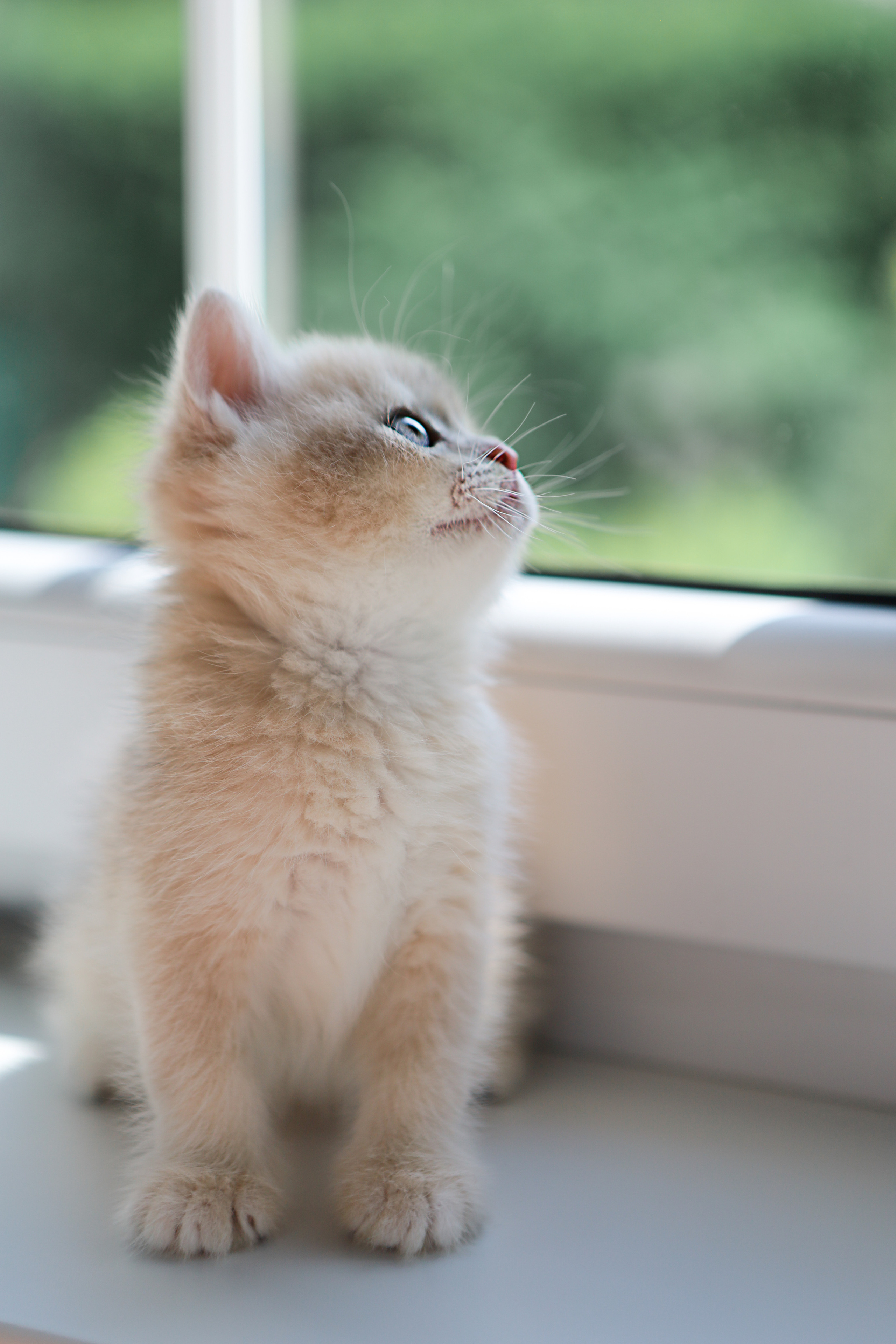 Портфолио Фото. AI-контент (генерации ИИ-фото и видео), стоковые фотографии Калининградской области