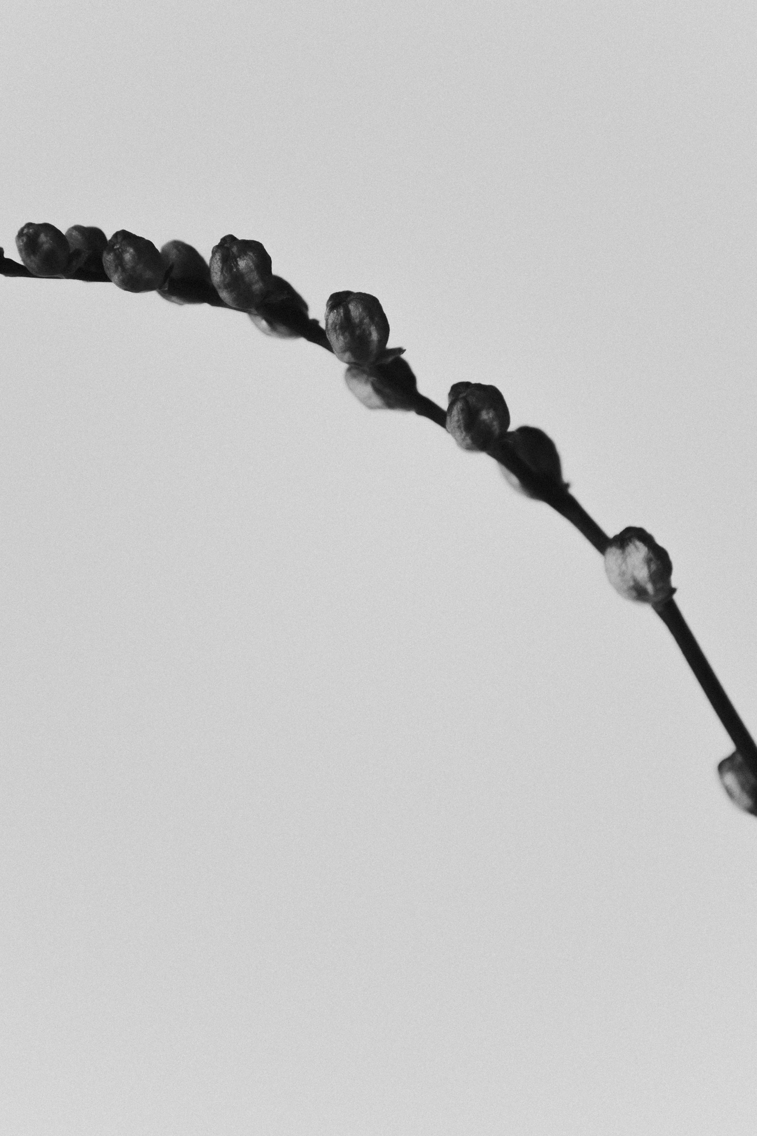 Anna Shardakova Photography