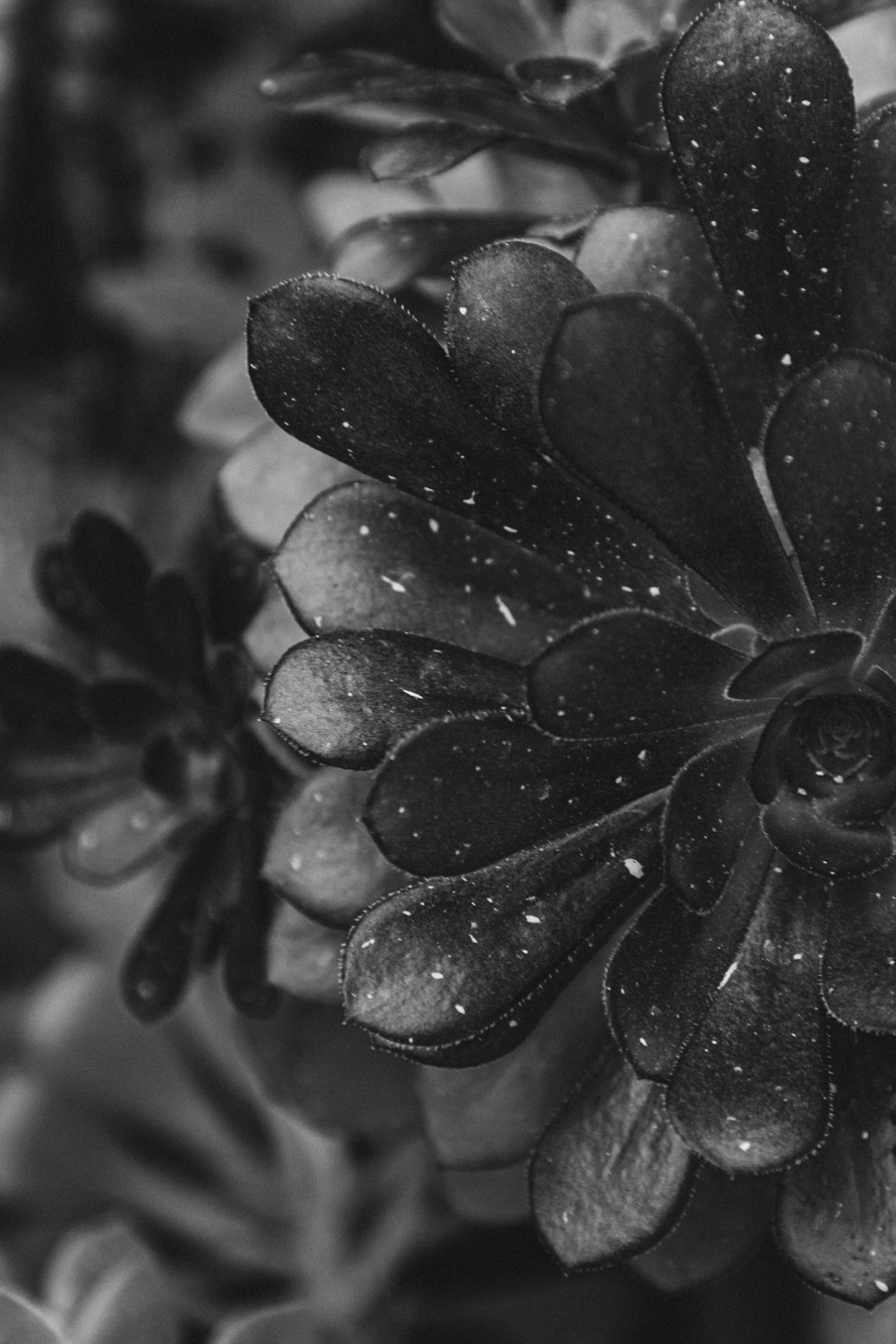 Nature /Природа