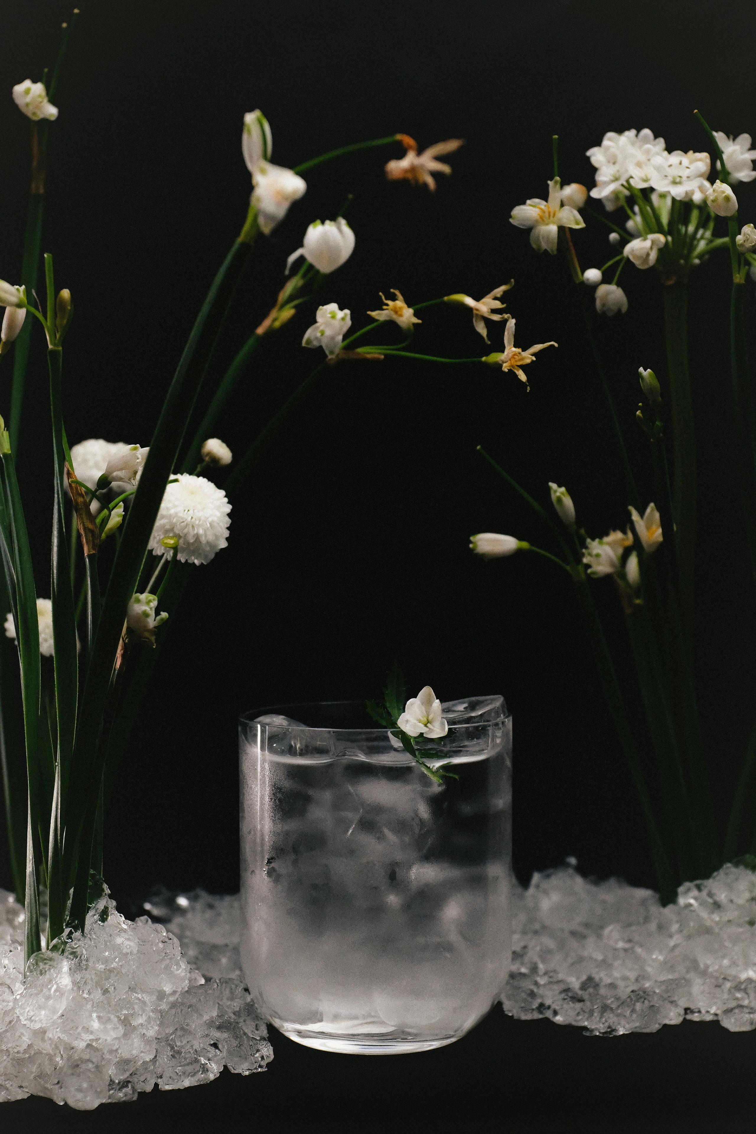 doom of bloom x february bar