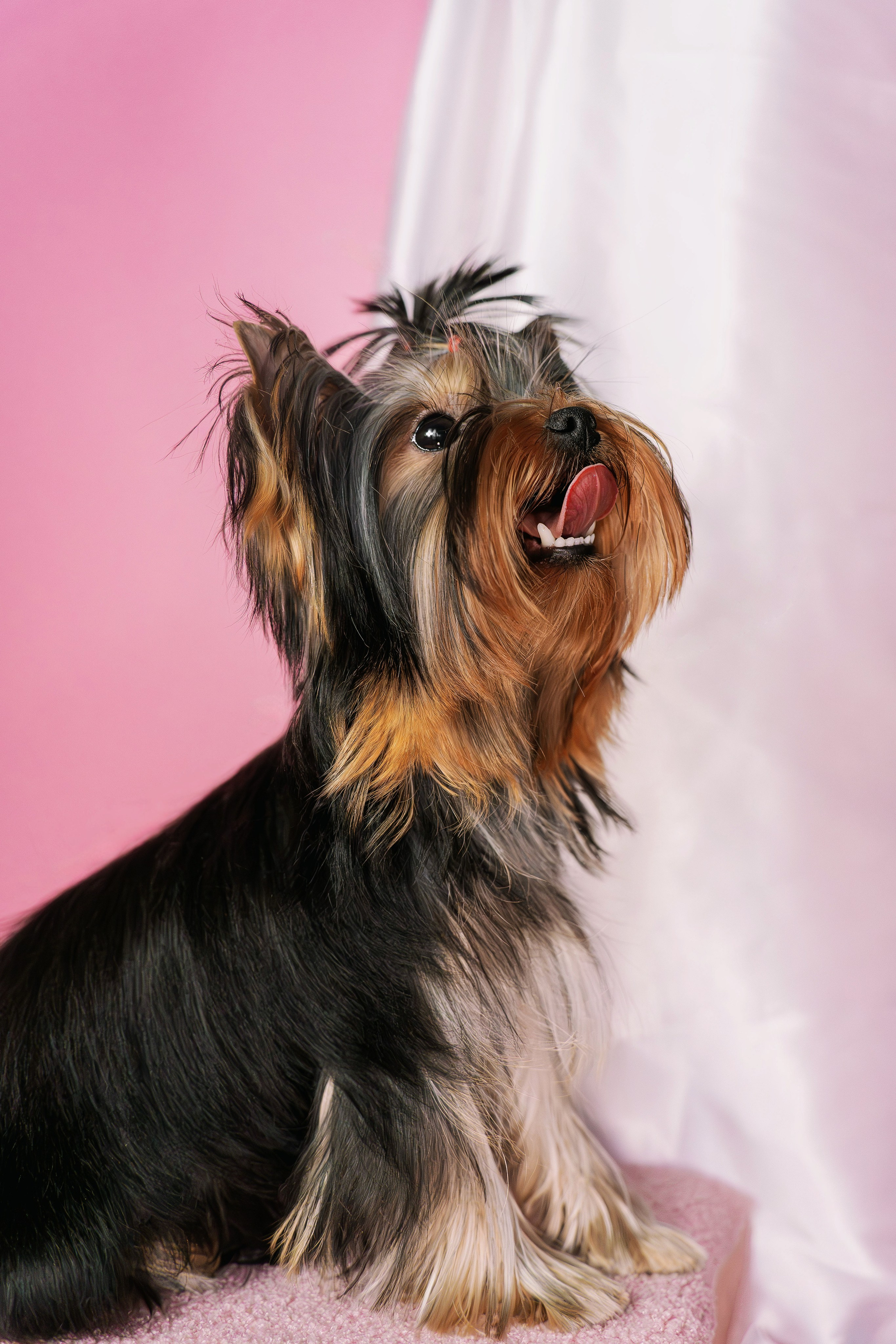 Малышка йорк Никуша