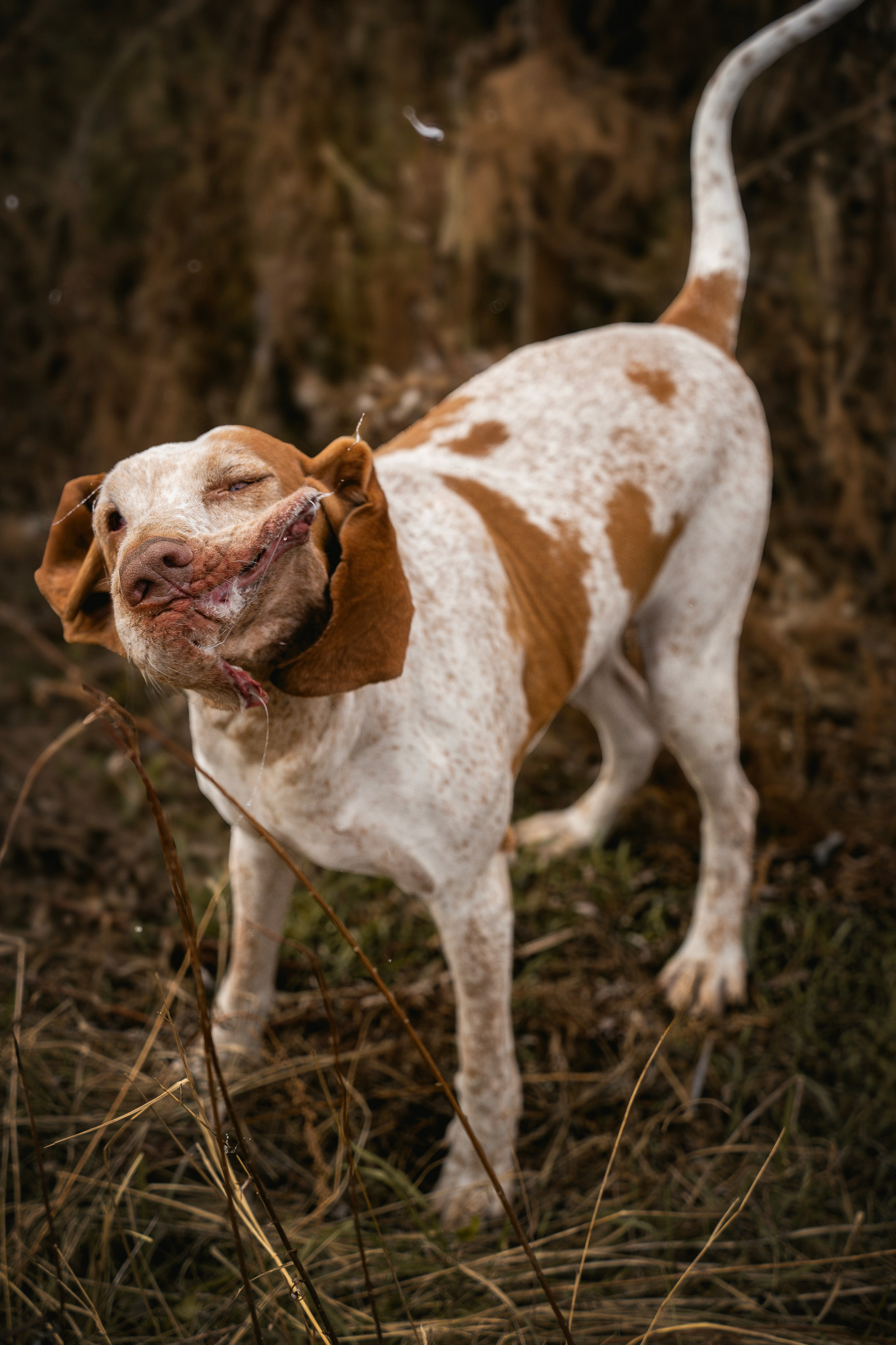 Итальянский бракк Стеша и&nbsp;Любомир